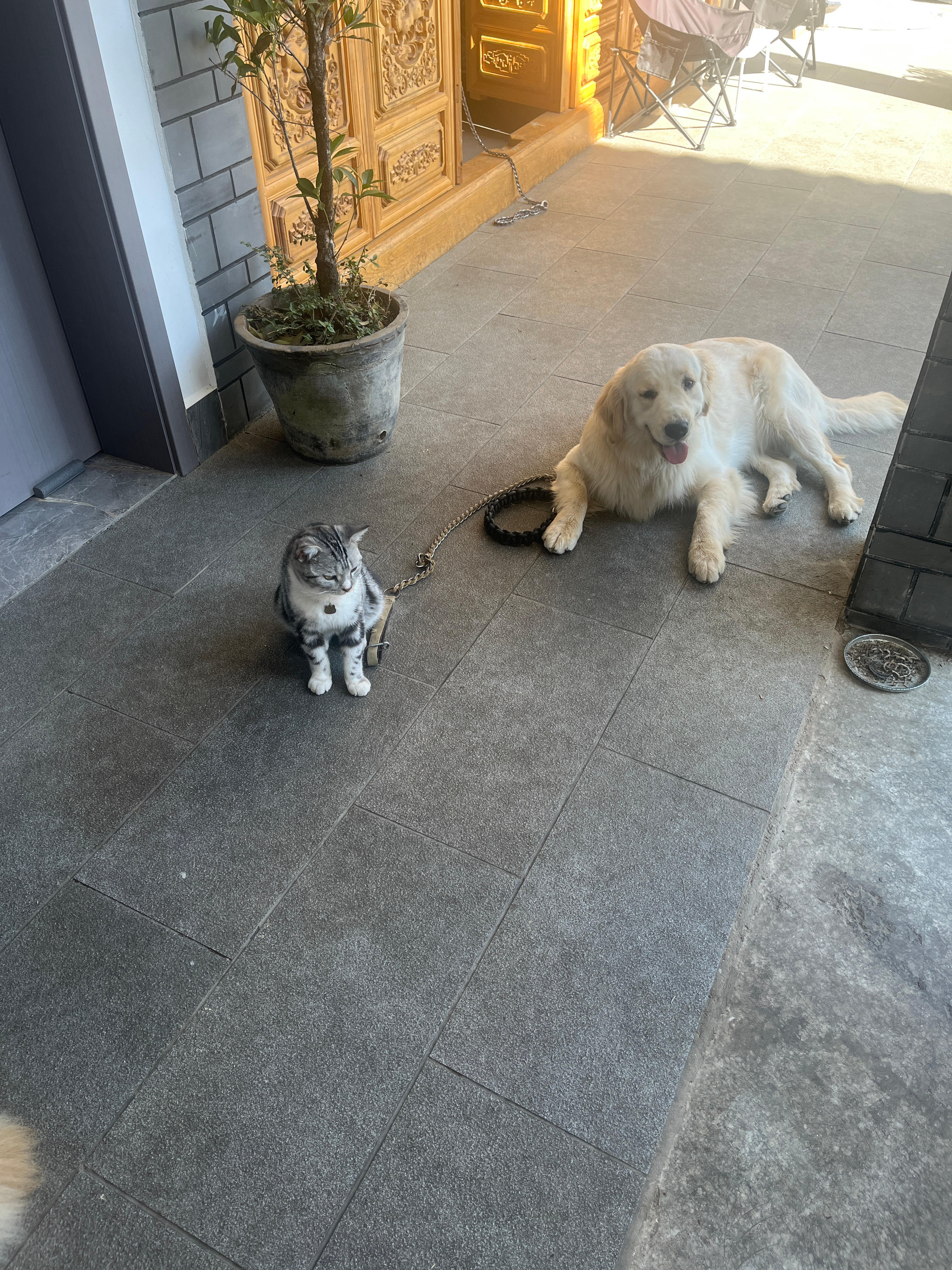 还有鸡毛和小猫 大理市