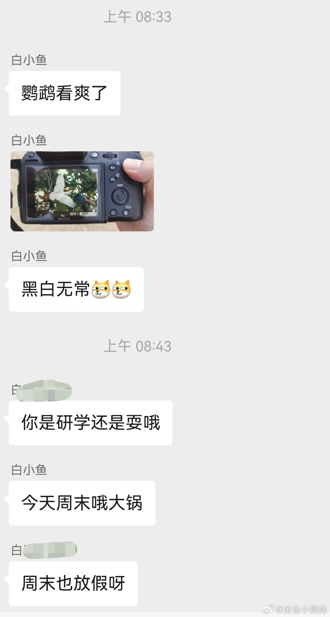 新加坡 观鸟 这个密集的行程安排，注定只能是抽空观鸟了。不过，了个心愿也挺好的，