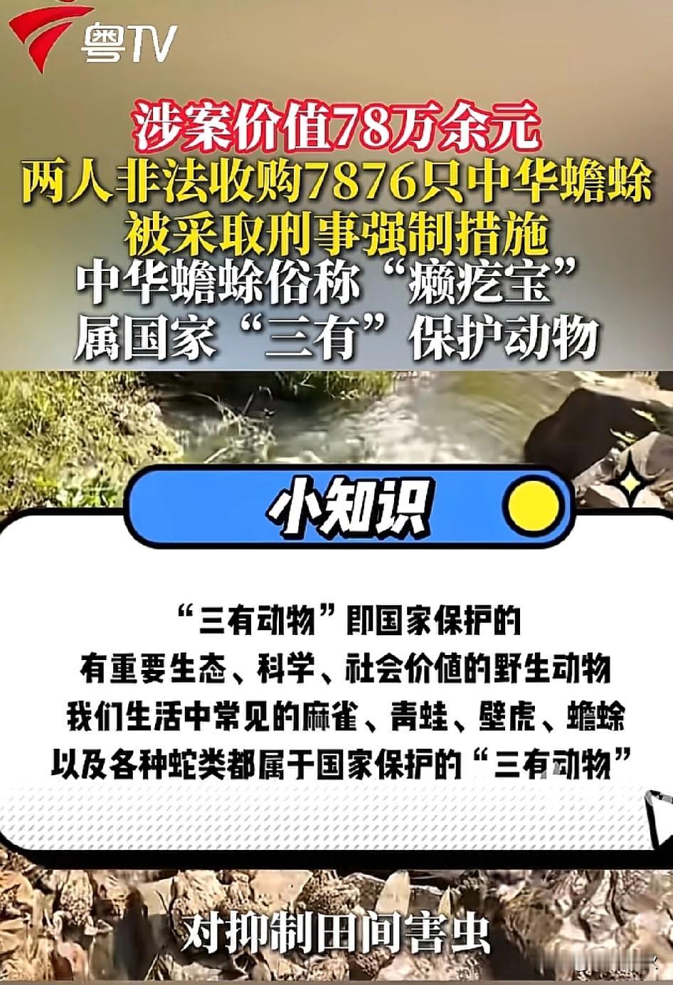 人人嫌弃的癞疙宝价值100元一只，而且它还是保护动物，这身份与身价癞疙宝配天鹅不