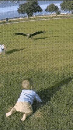 太惊险了，如果这个不是AI制作的，那么，这只小狗一定要为它立碑！