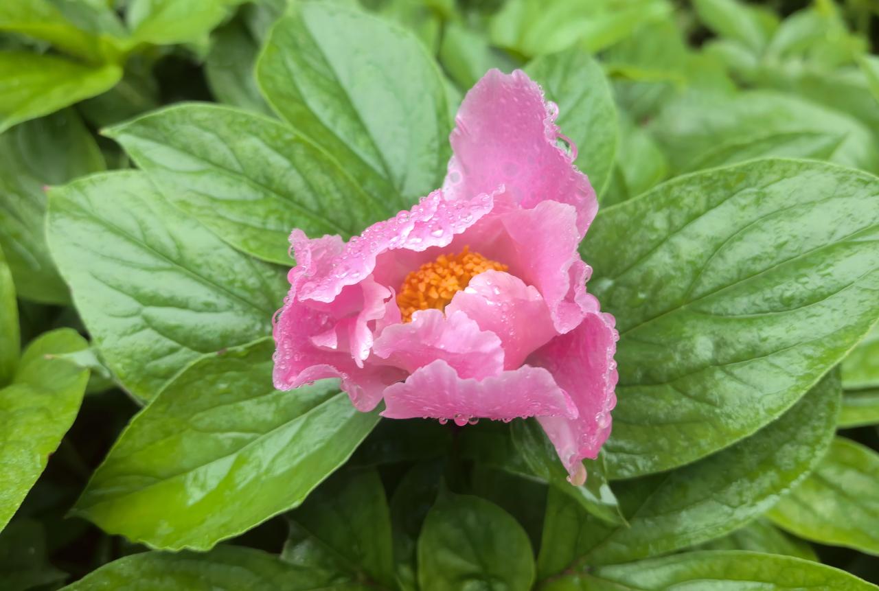 芍药无语泪横流