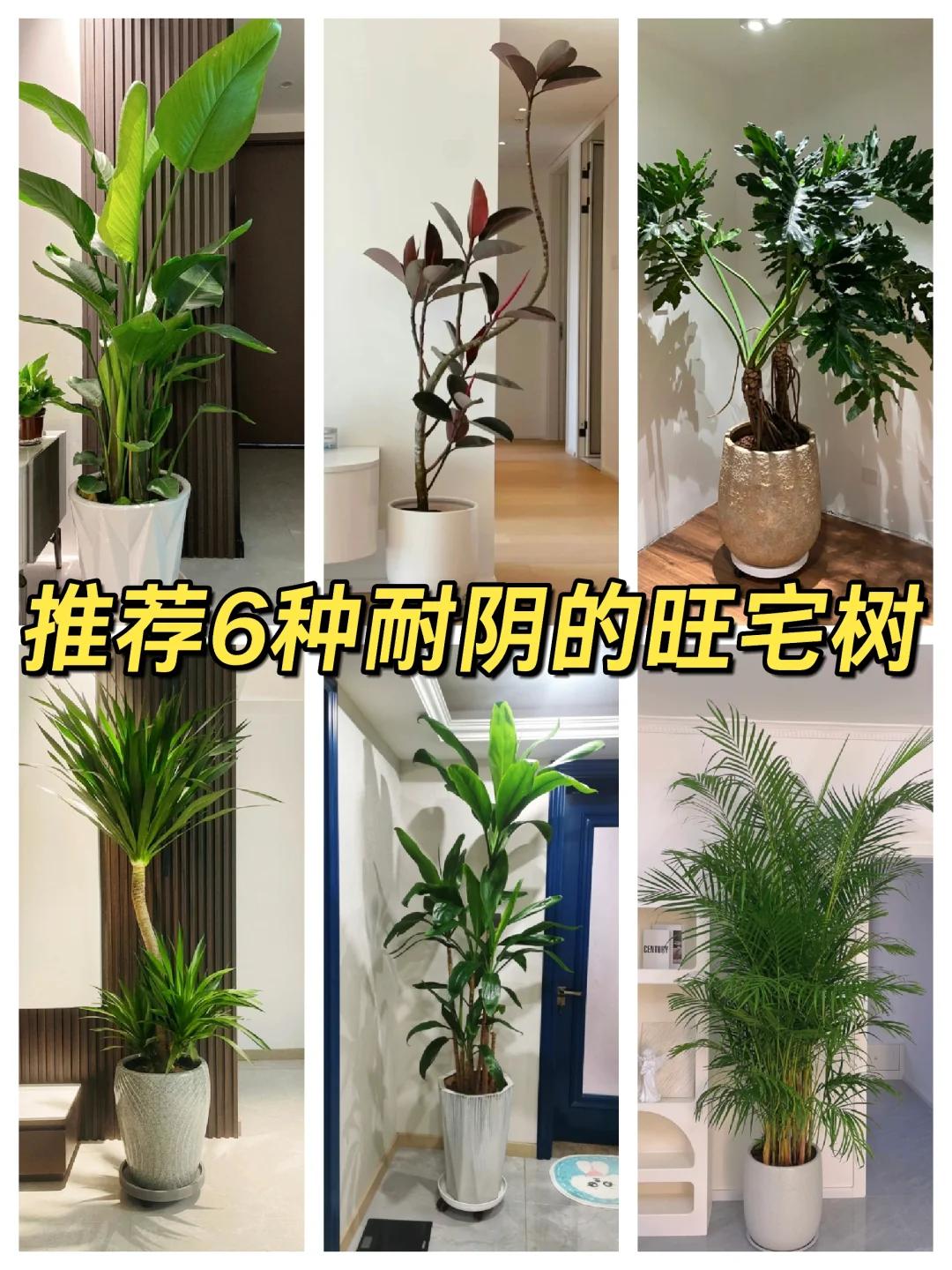 💕乔迁新居以后，家中如果空气质量不太好，这时很多朋友都会在客厅种上花卉与绿植，