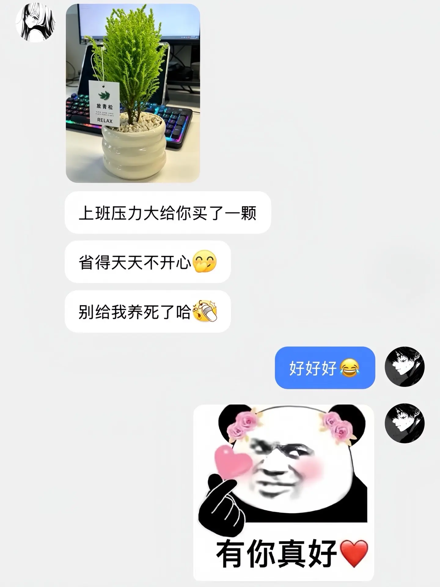 朋友圈一句压力大，我女朋友就买了一盆放青松盆栽🪴过来。绿绿的，心情都好多了