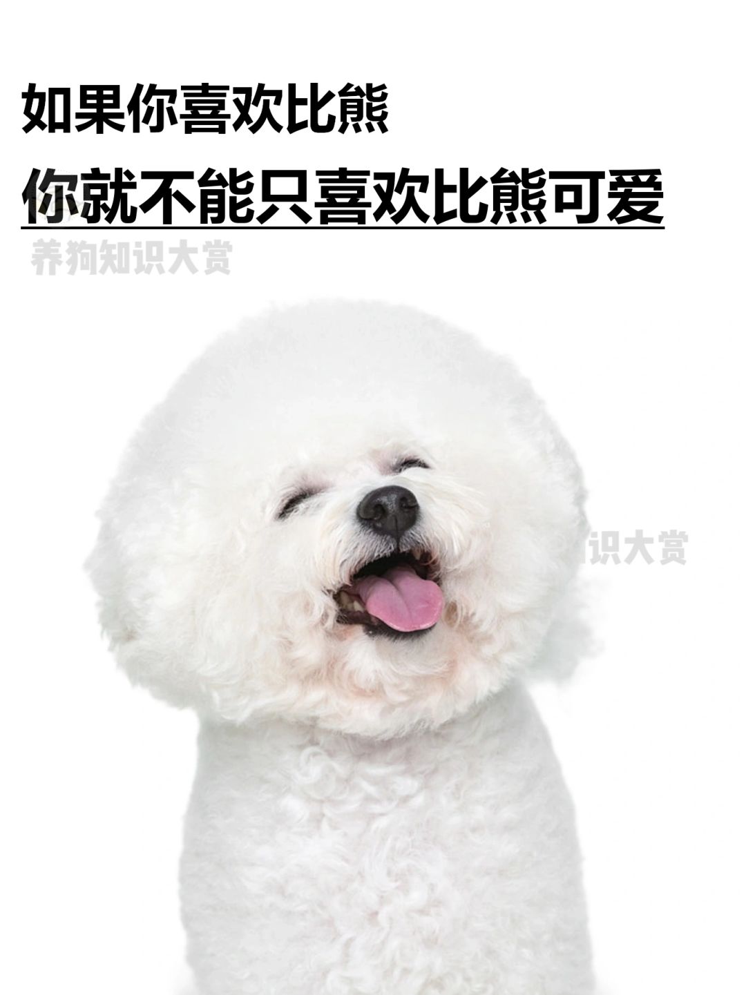 喜欢比熊就要喜欢比熊的全部❤️！
