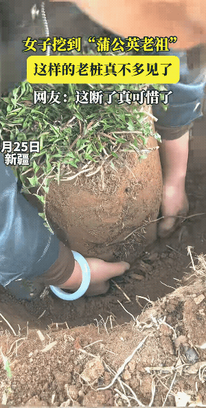 瞬间就清凉解百毒。
女子你挖就挖吧，为何把人家窝都给端了，好似斩草除根了。
说实