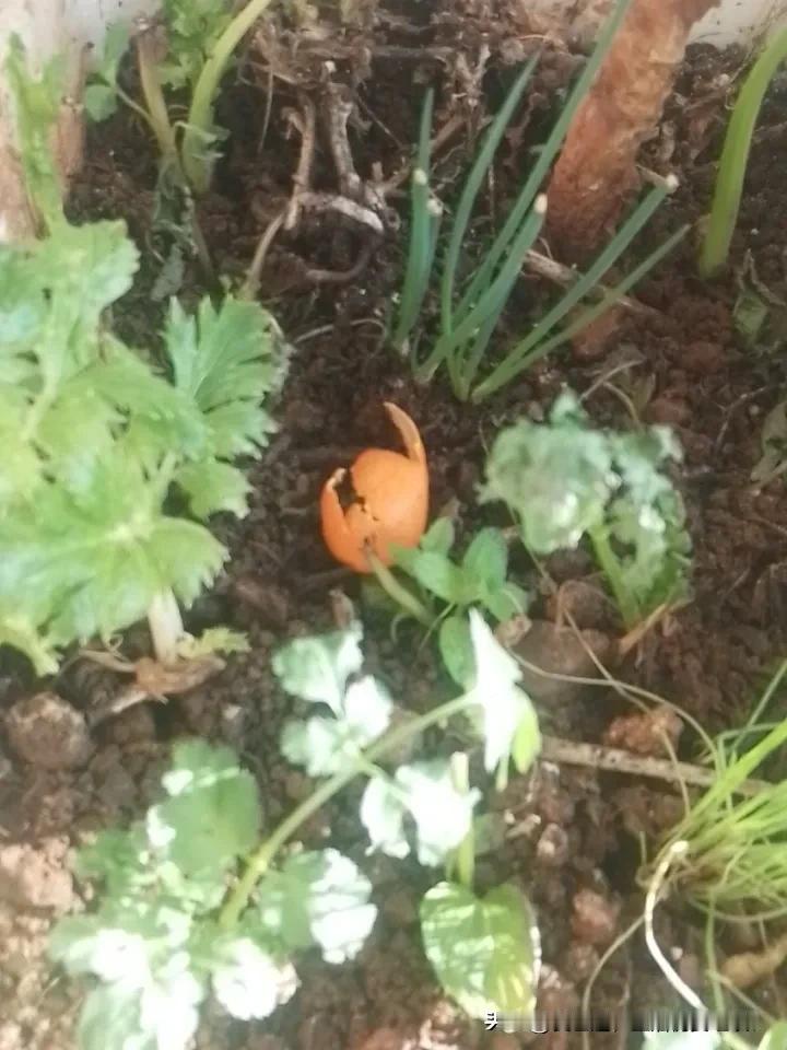 一人一犬一孤影！现在的城市里大家是否经常看到这种景像！友友请展示下联 对下联 友