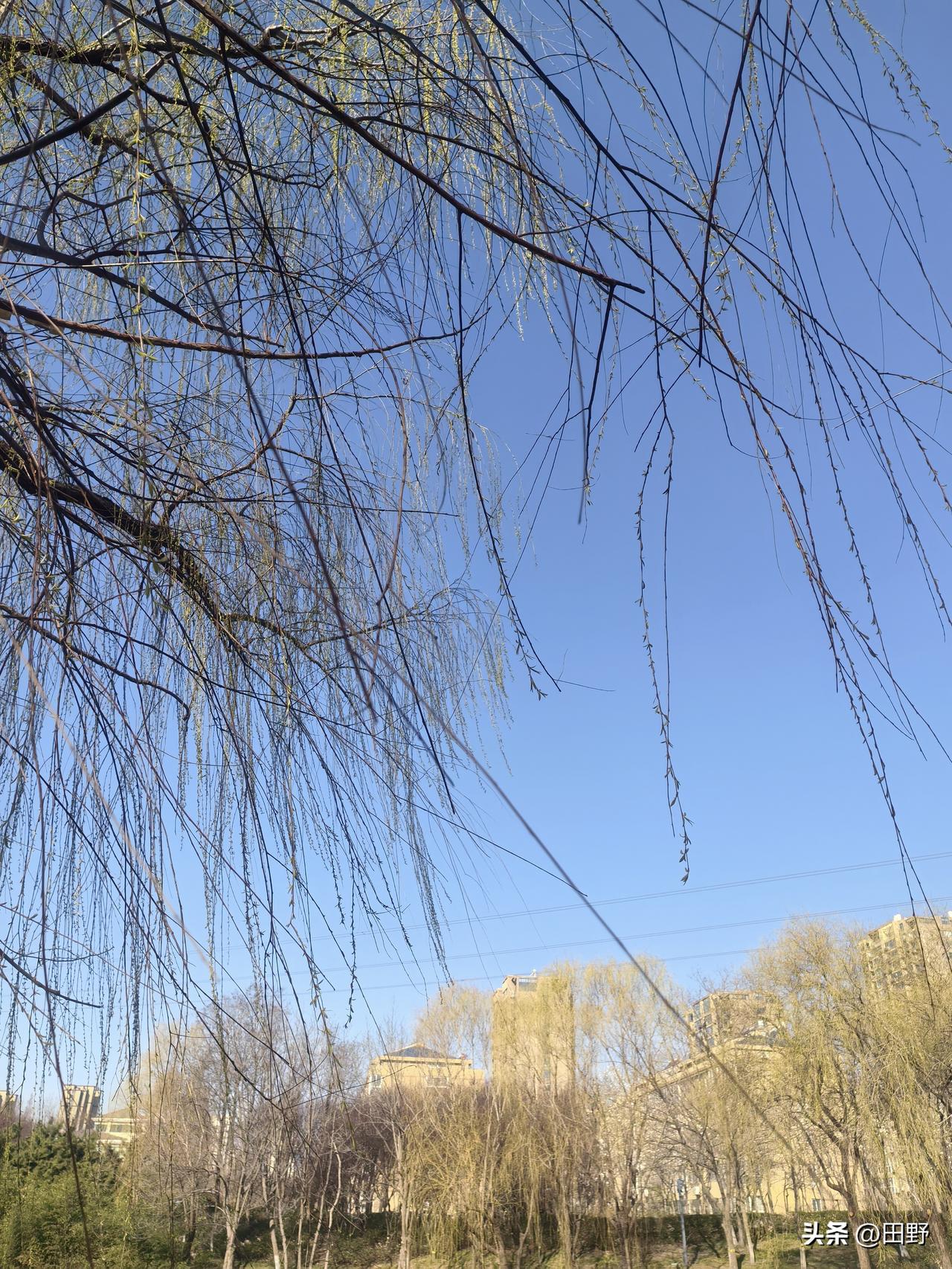 春日生活打卡季 春天就是这么任性，这两天气温下降，虽说春天的冷气没冬天强，但还是