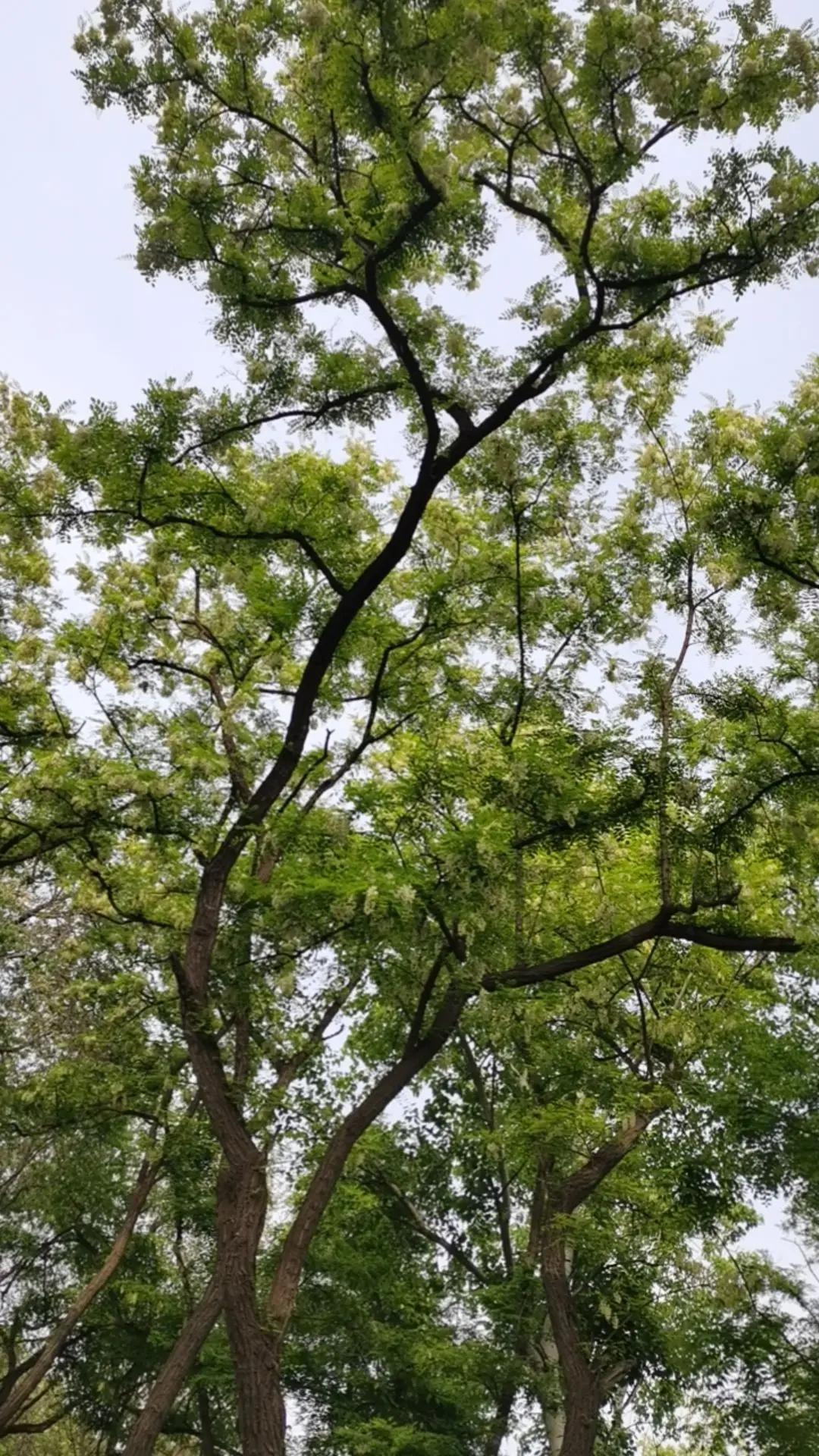 槐花开了