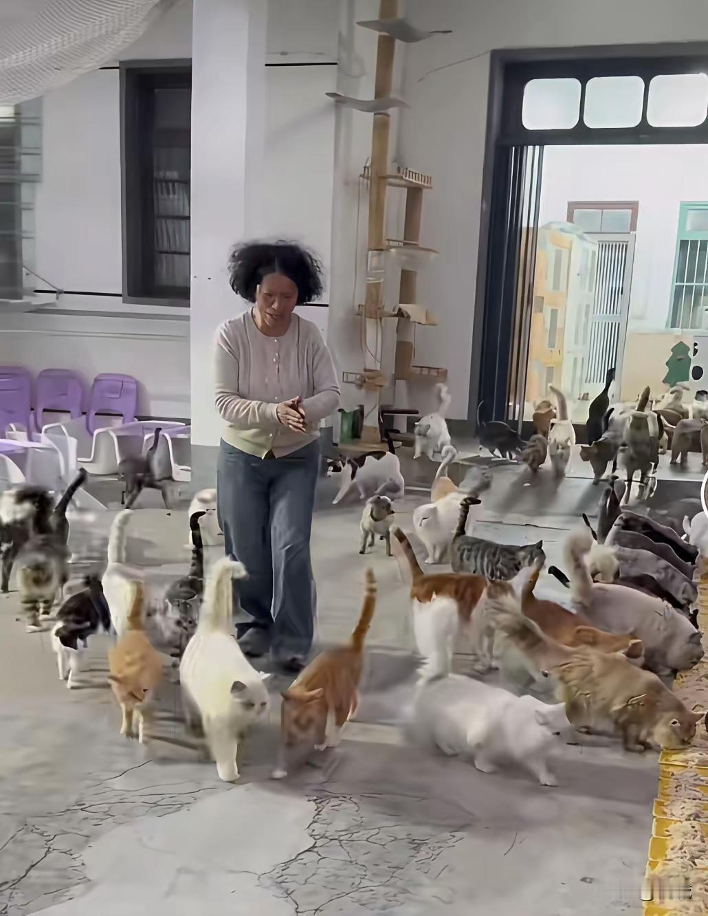 北京石景山一个小区住户曹某收养了100多条流浪猫，邻居家的门和窗户都不敢开，味太