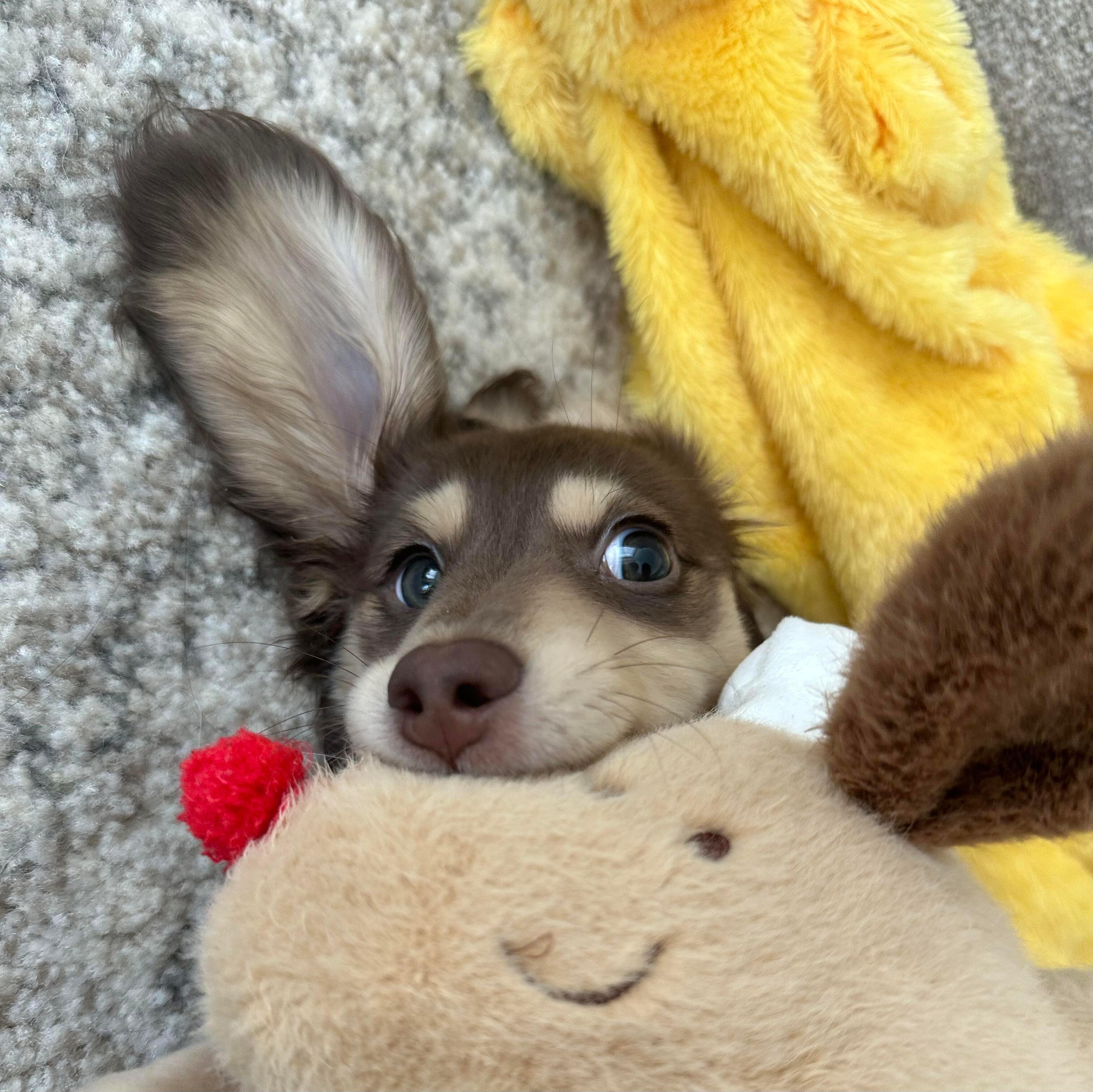 腊肠小狗🐾 