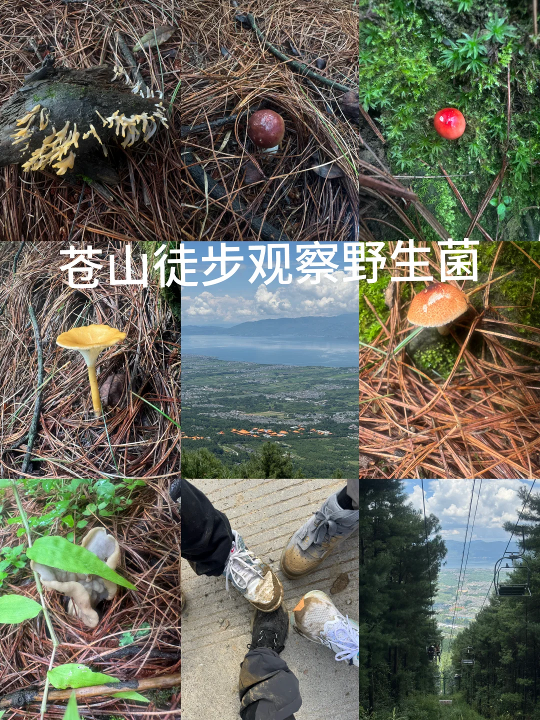 又是苍山徒步，观察野生菌的一天
