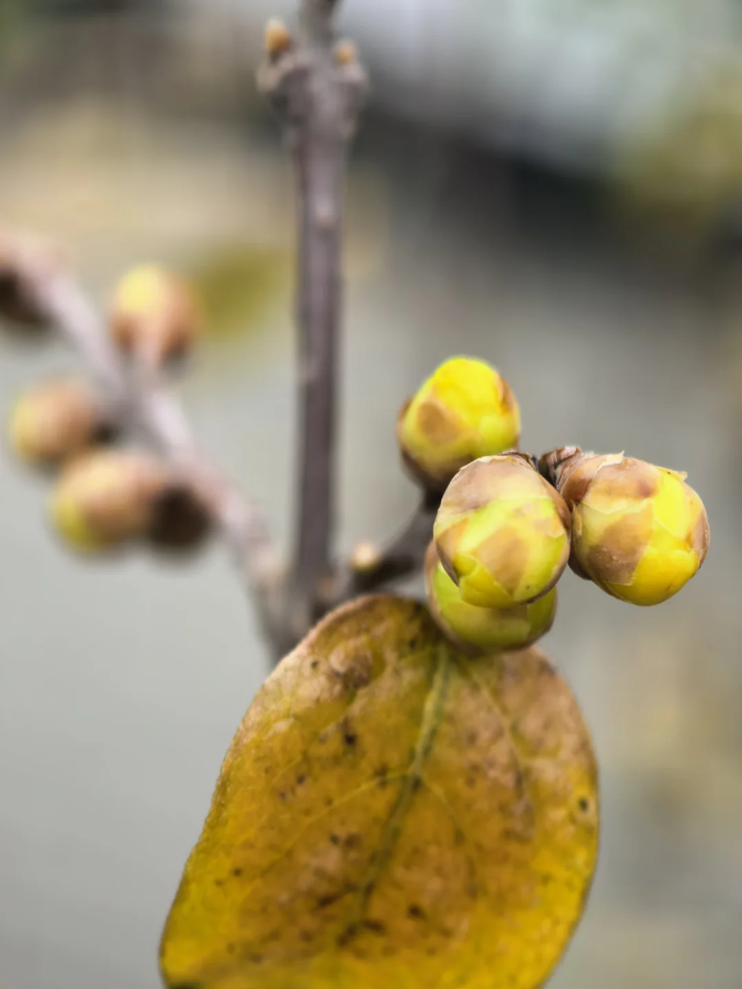 拍张照片试试机（mate70pro之微距）