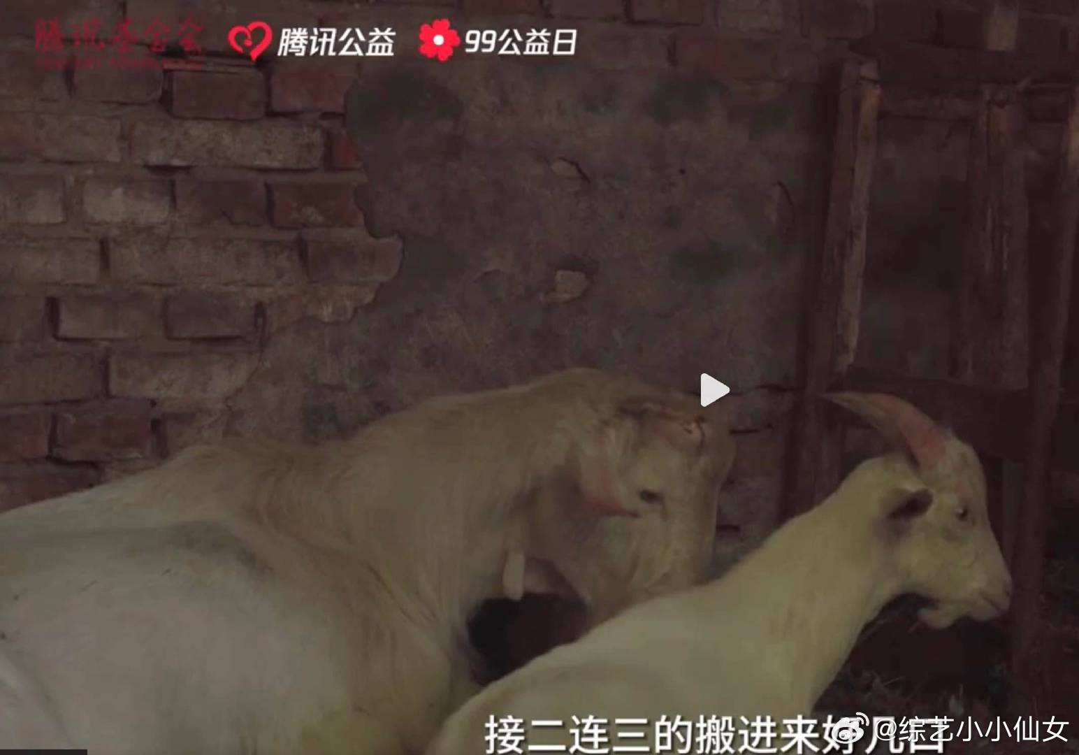 #中国式老伴儿# 对于张大爷来说，这些动物们就像他的孩子一样，一直的细心照顾，让
