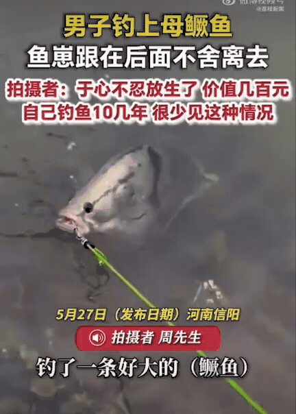 破防了！河南信阳，男子周先生钓上一条七八斤重的母鳜鱼，用绳子拴在水边准备继续甩竿