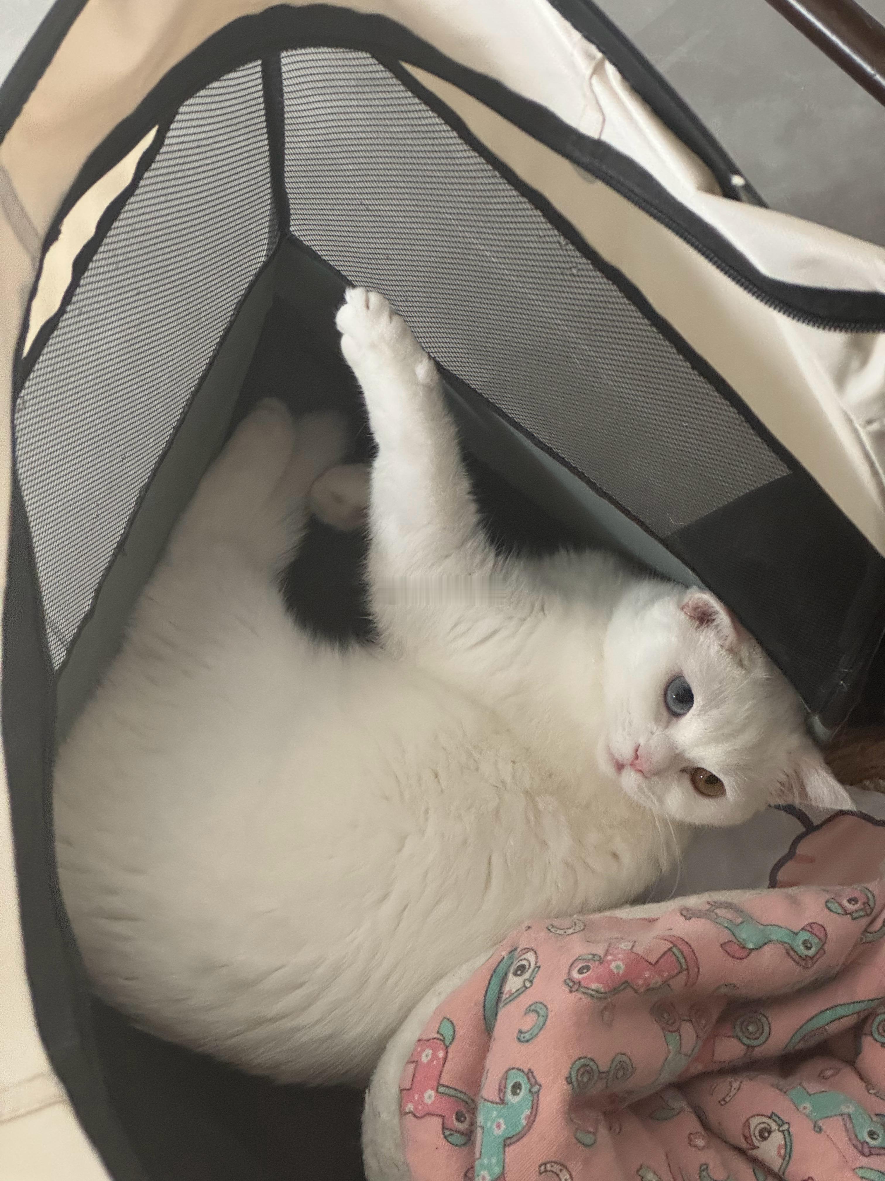 大肥猫肥肠 