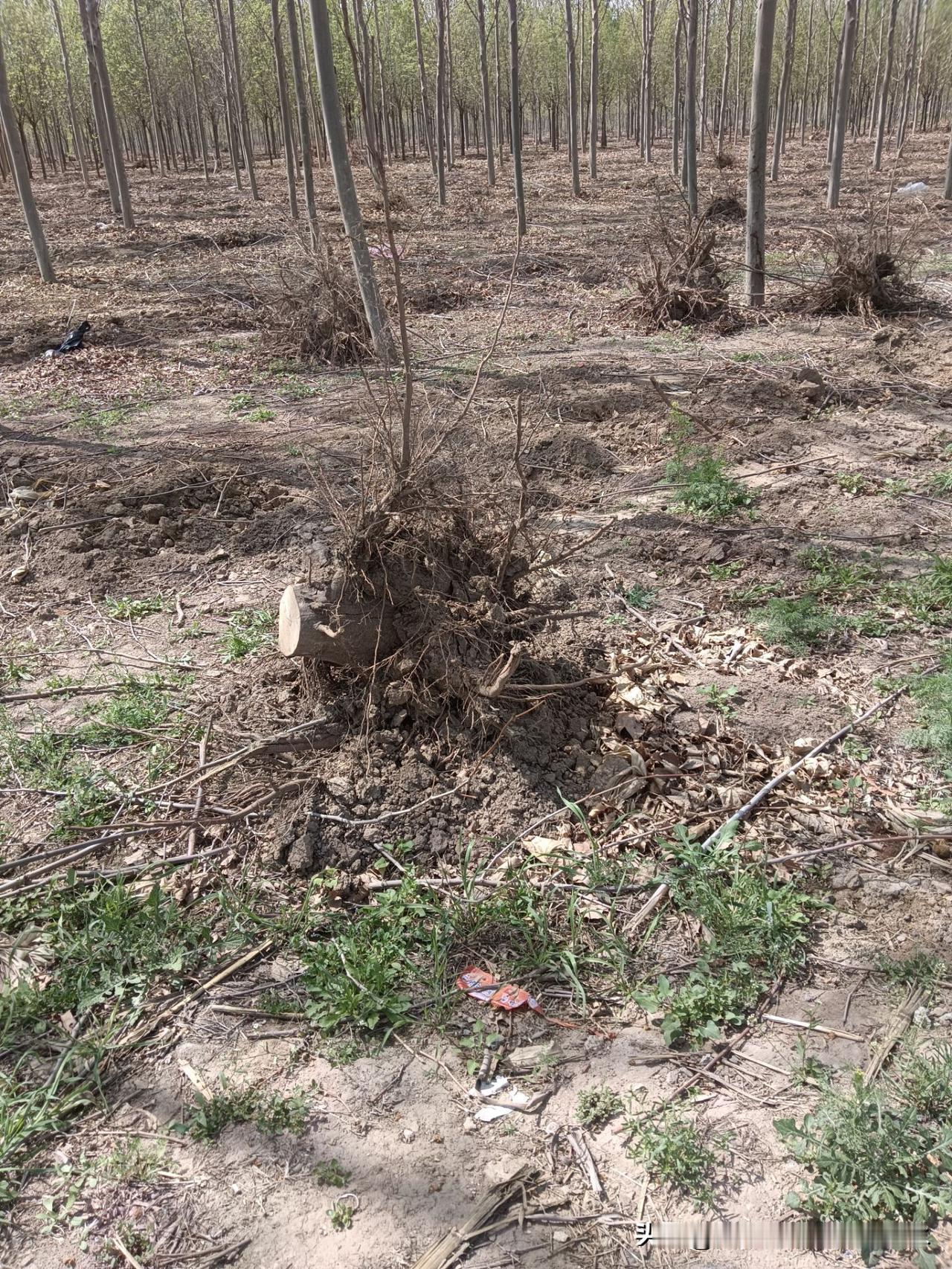 图片里这带着土的东西
木质的
是大型机械从土里刨出来的
一看到它
我就想起来小时