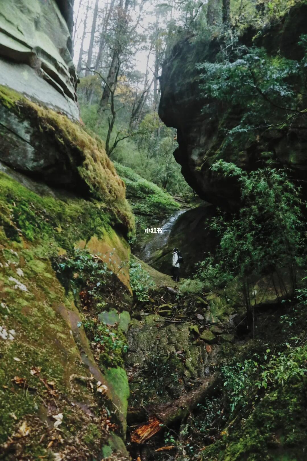 秘境罗古箐才是云南徒步的世外桃源般存在啊