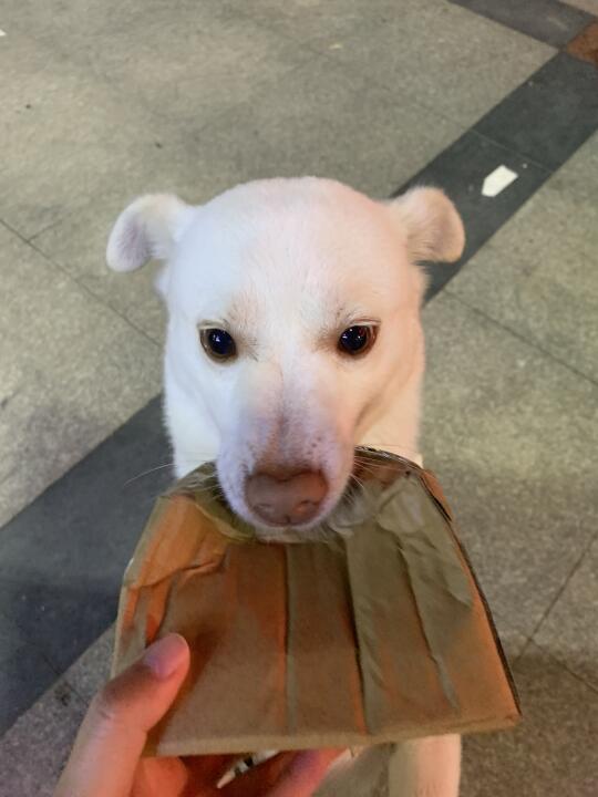 你好小狗！我的快递呢🥺