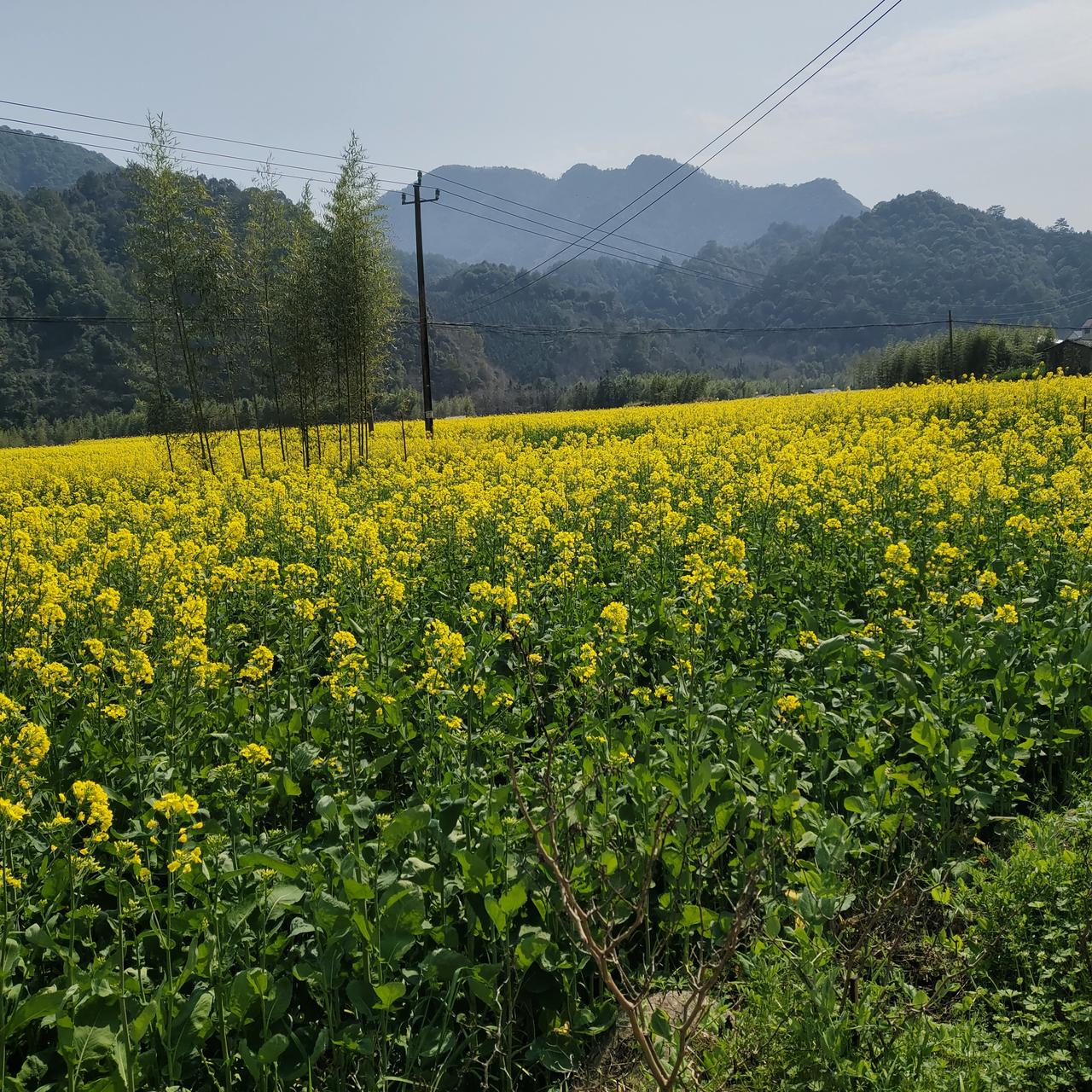 游客们从四面八方闻讯而来参加这一盛况空前的集会，丰收在望的高大的油菜高过游客，惹