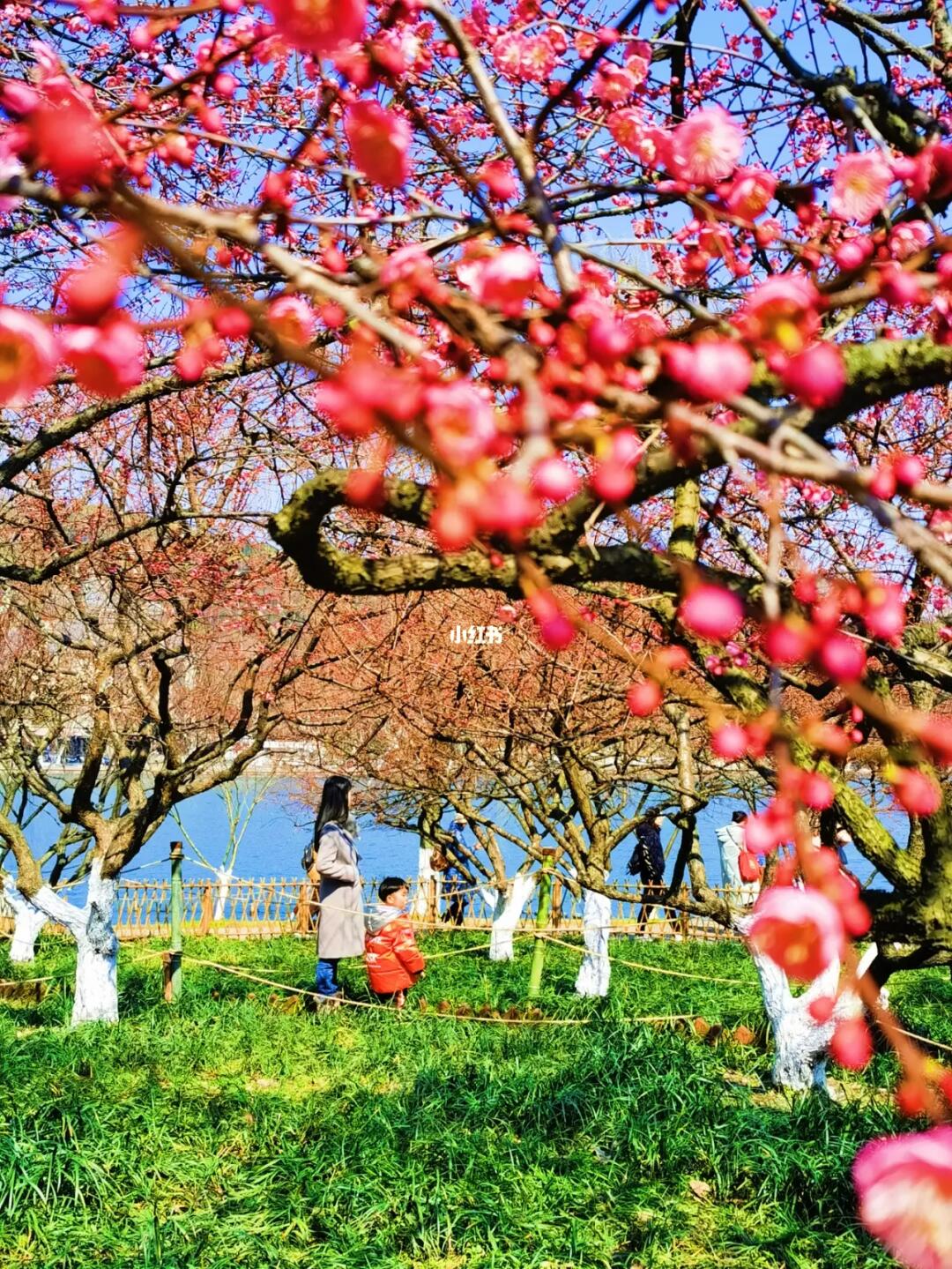 杭州本地人看了都说佩服的西湖边赏梅路线