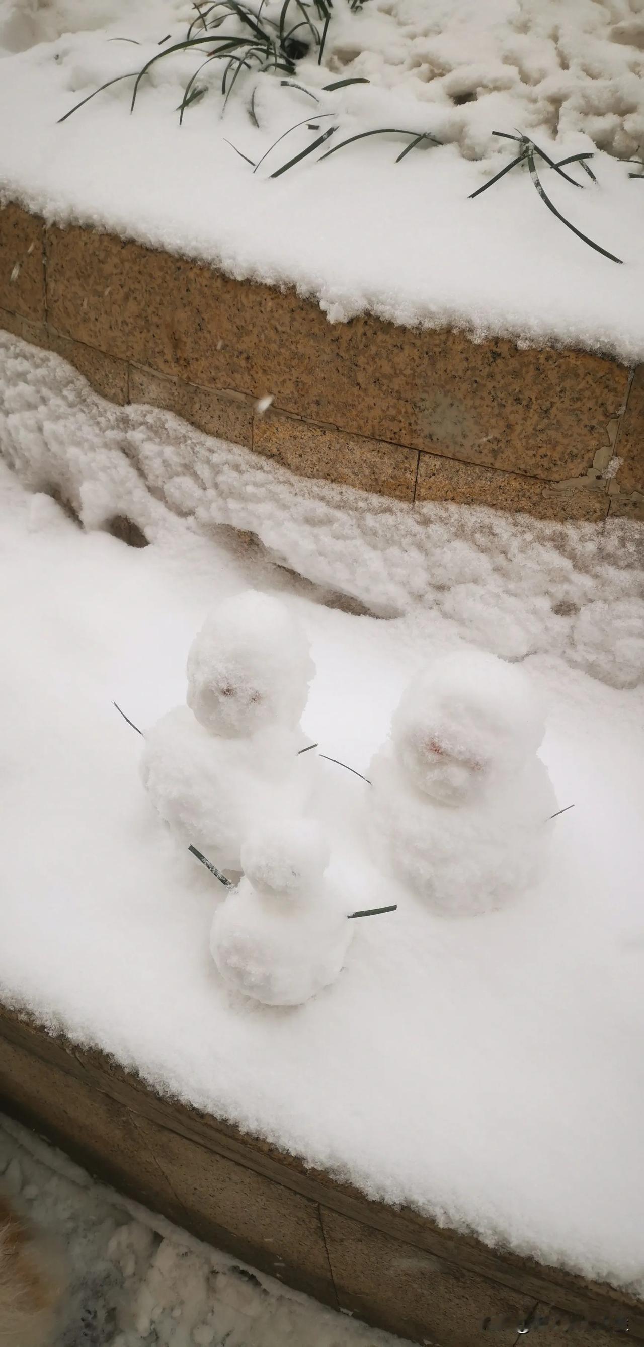 秦皇岛2025年的第一场大雪🌨️瑞雪兆丰年！