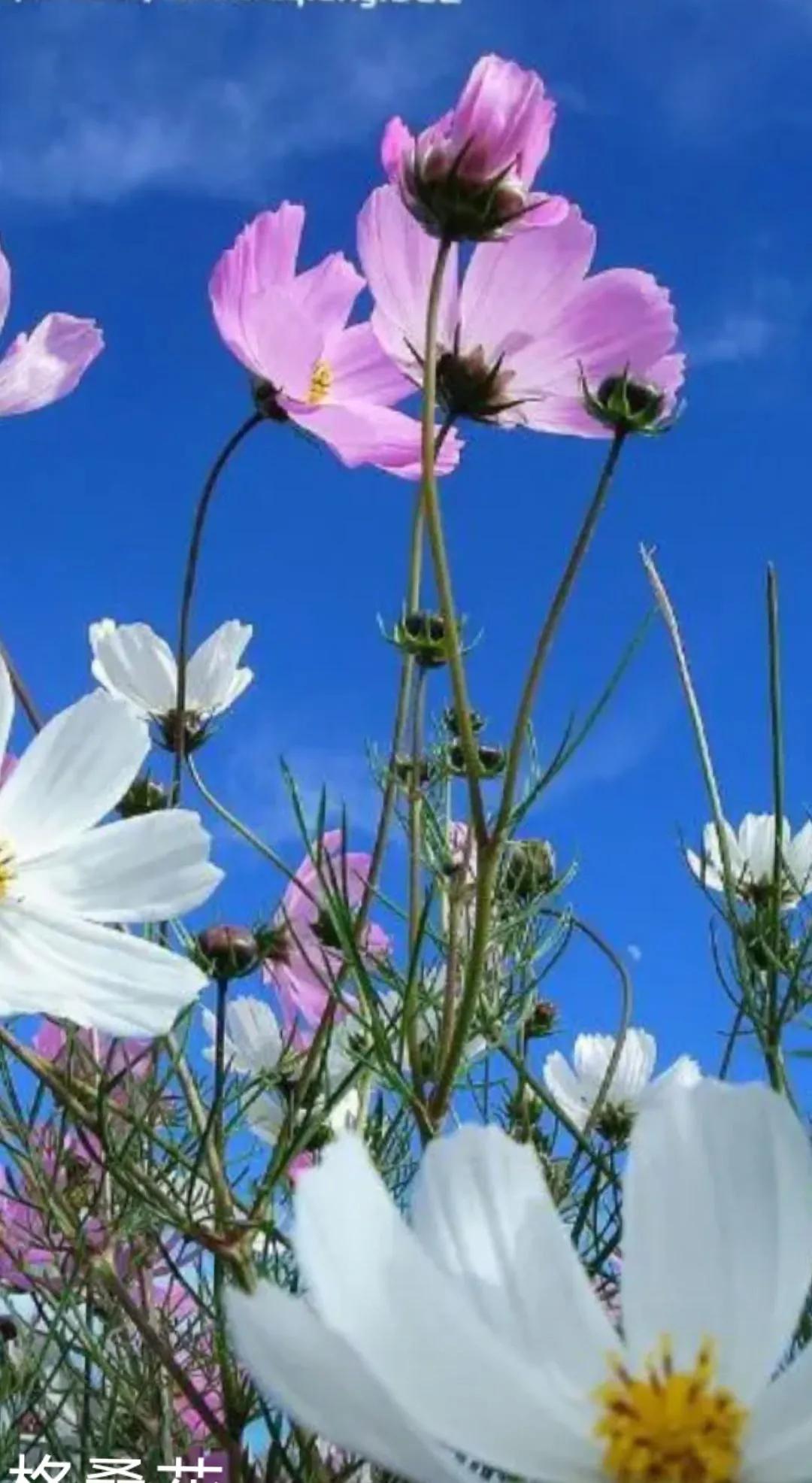 美丽唯美的格桑花