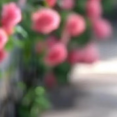 蔷薇的种植：1、种植方法种植 蔷薇花 可以采用播种的方法，蔷薇花的最佳播种时间是