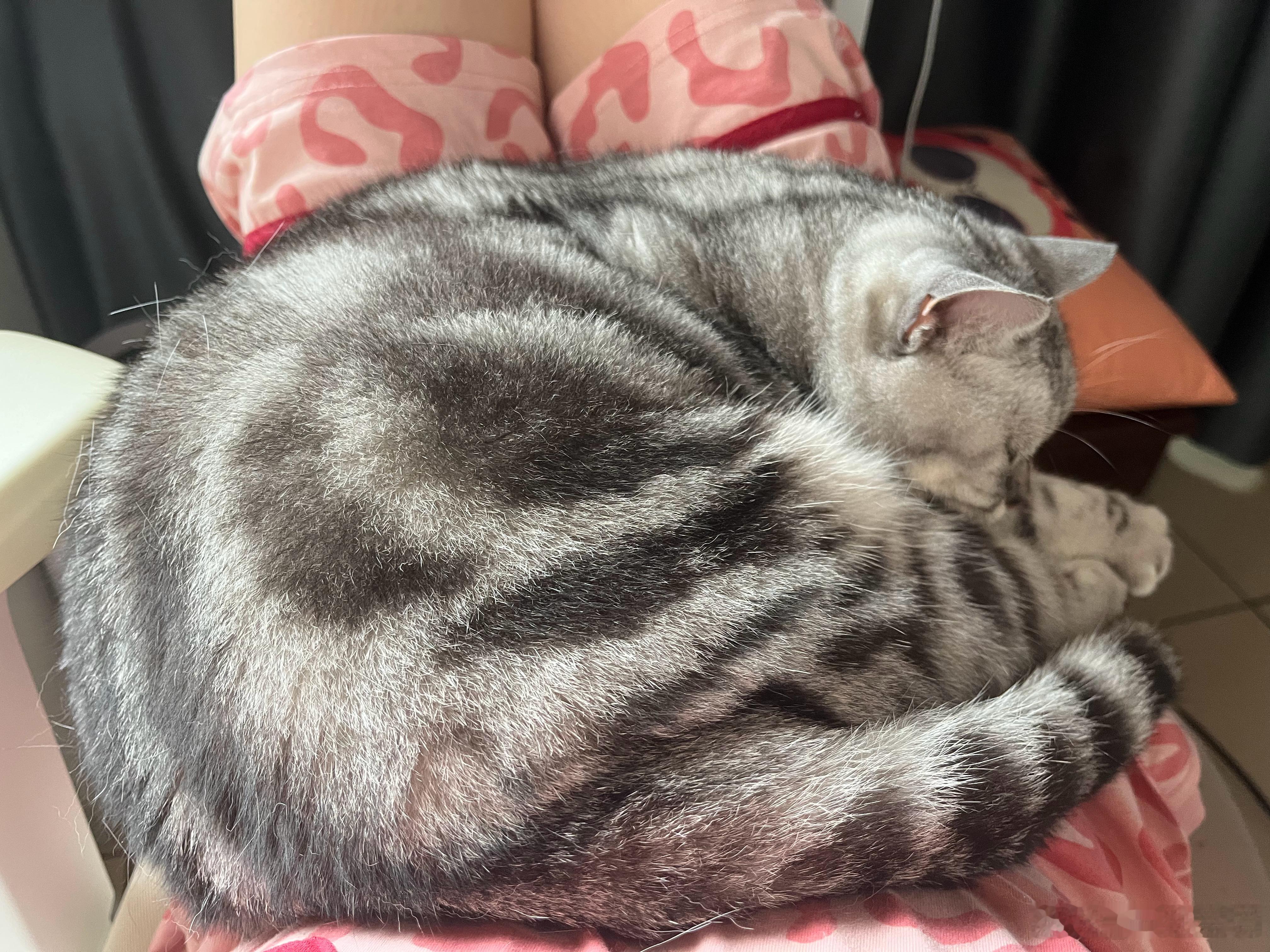 远看大肥猫，近看肥猫大👀今天也要努力写一章，团子监工ing 