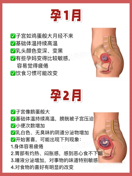 怀孕后每个月身体变化！哪个月要小心？