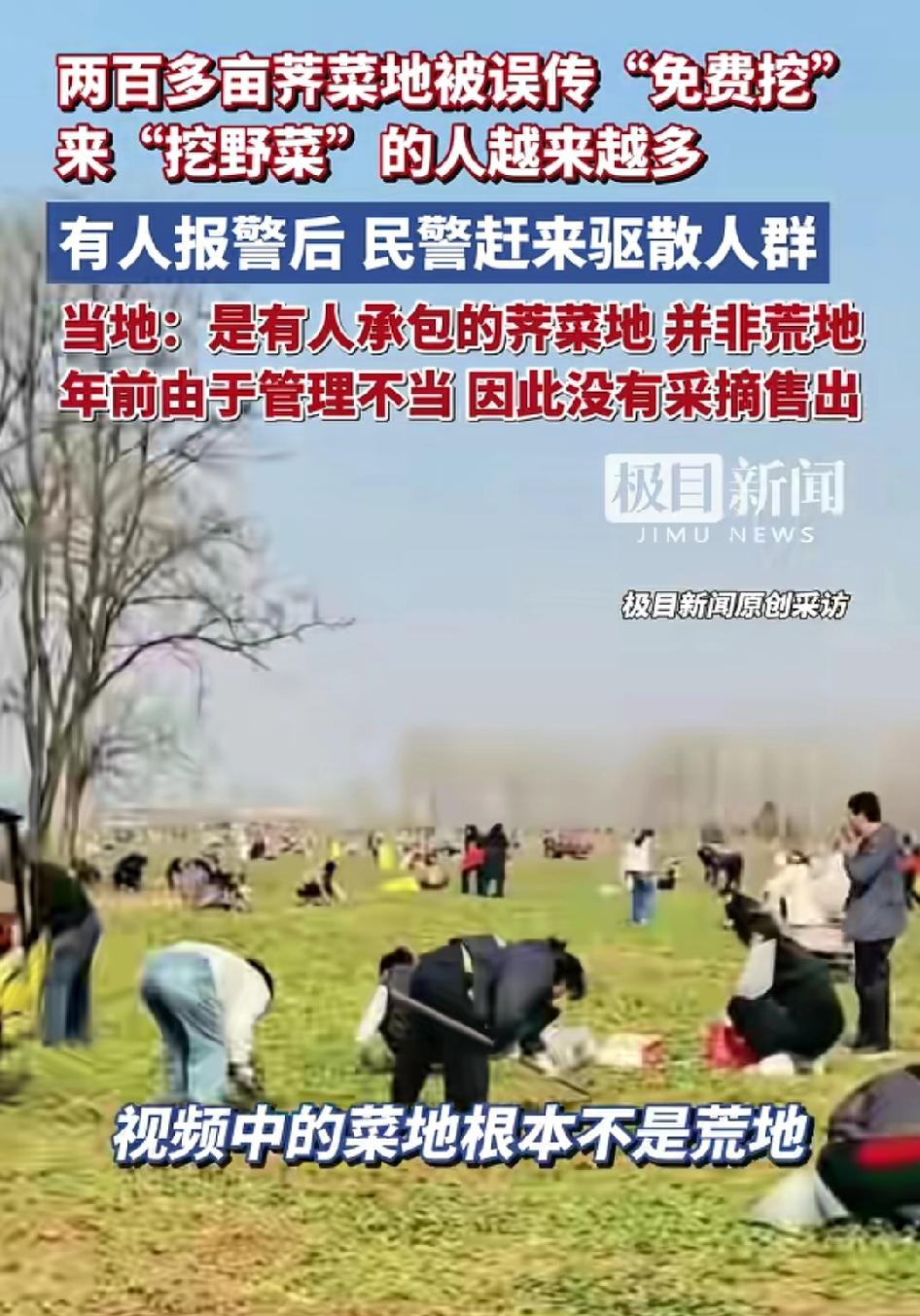 200亩荠菜被疯抢的背后：别把“贪小便宜”当“挖野菜自由”

这两天刷到个气人的