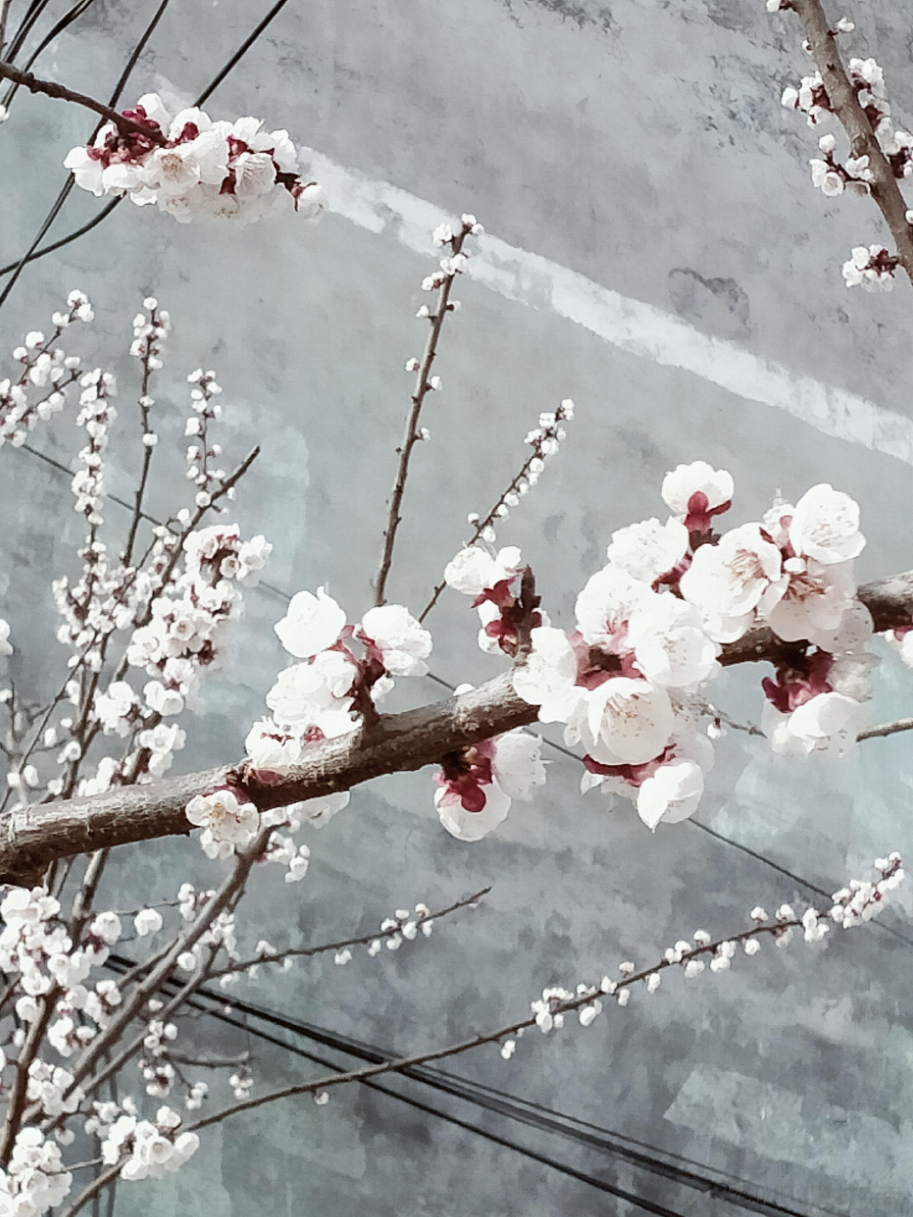 INFJ13888｜分享#infj生活碎片# bot好，和大家分享我拍过的花花，