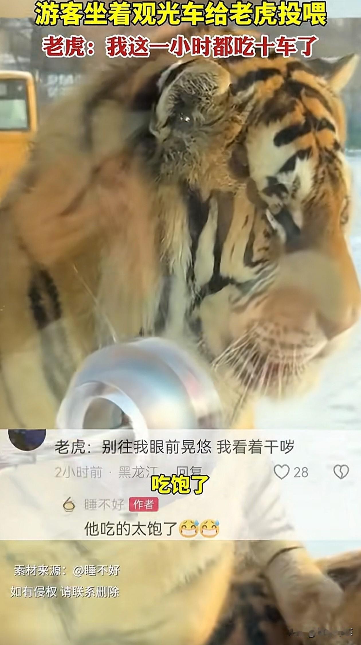 笑不活了！黑龙江，一女子去东北虎林园看老虎，为了和东北虎互动，特意买了牛肉准备投