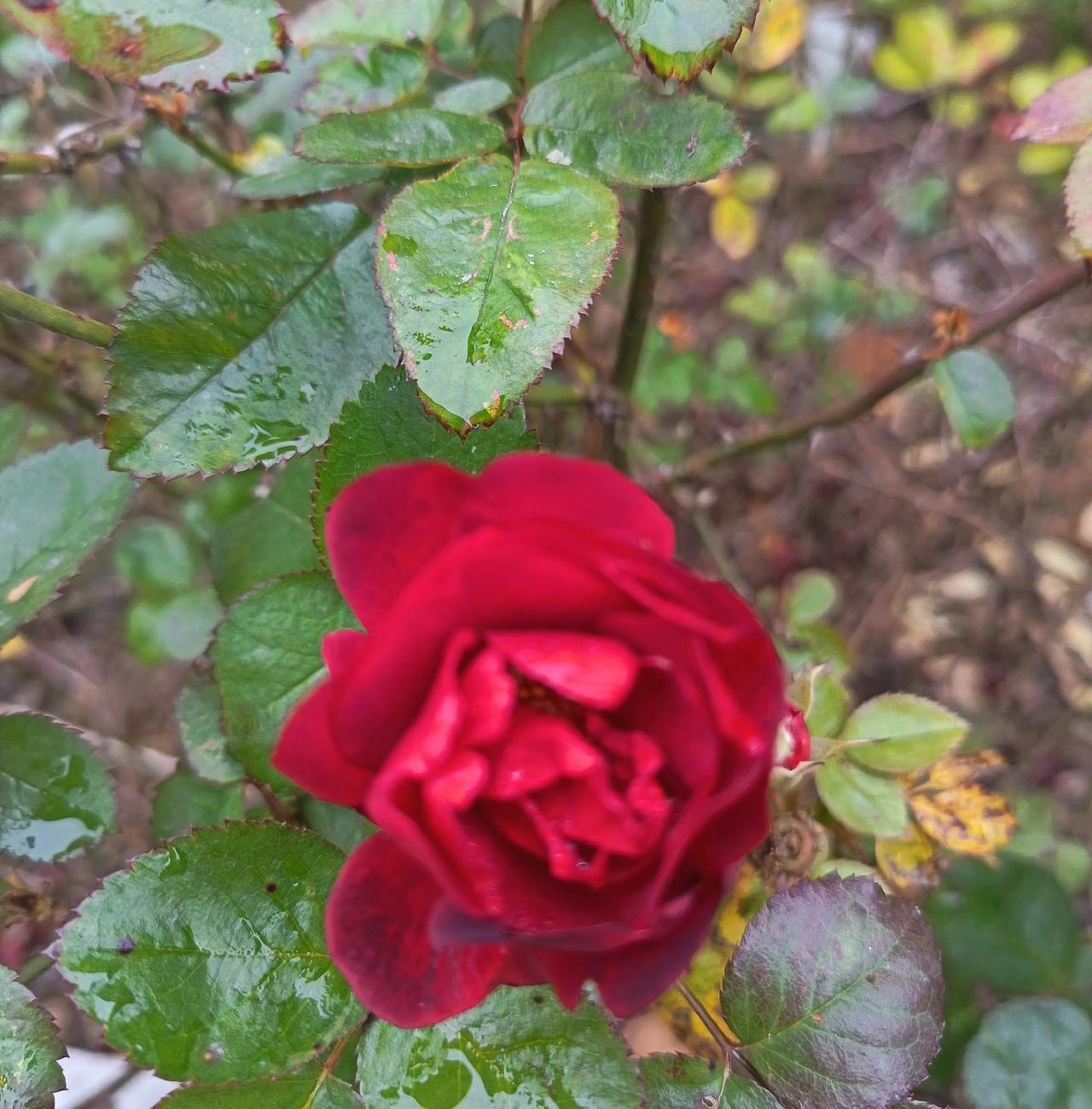 花瓣红得像揉进了浓墨，裹着水珠，在湿漉漉的绿叶里开得倔强又温柔。明明周围的枝桠都