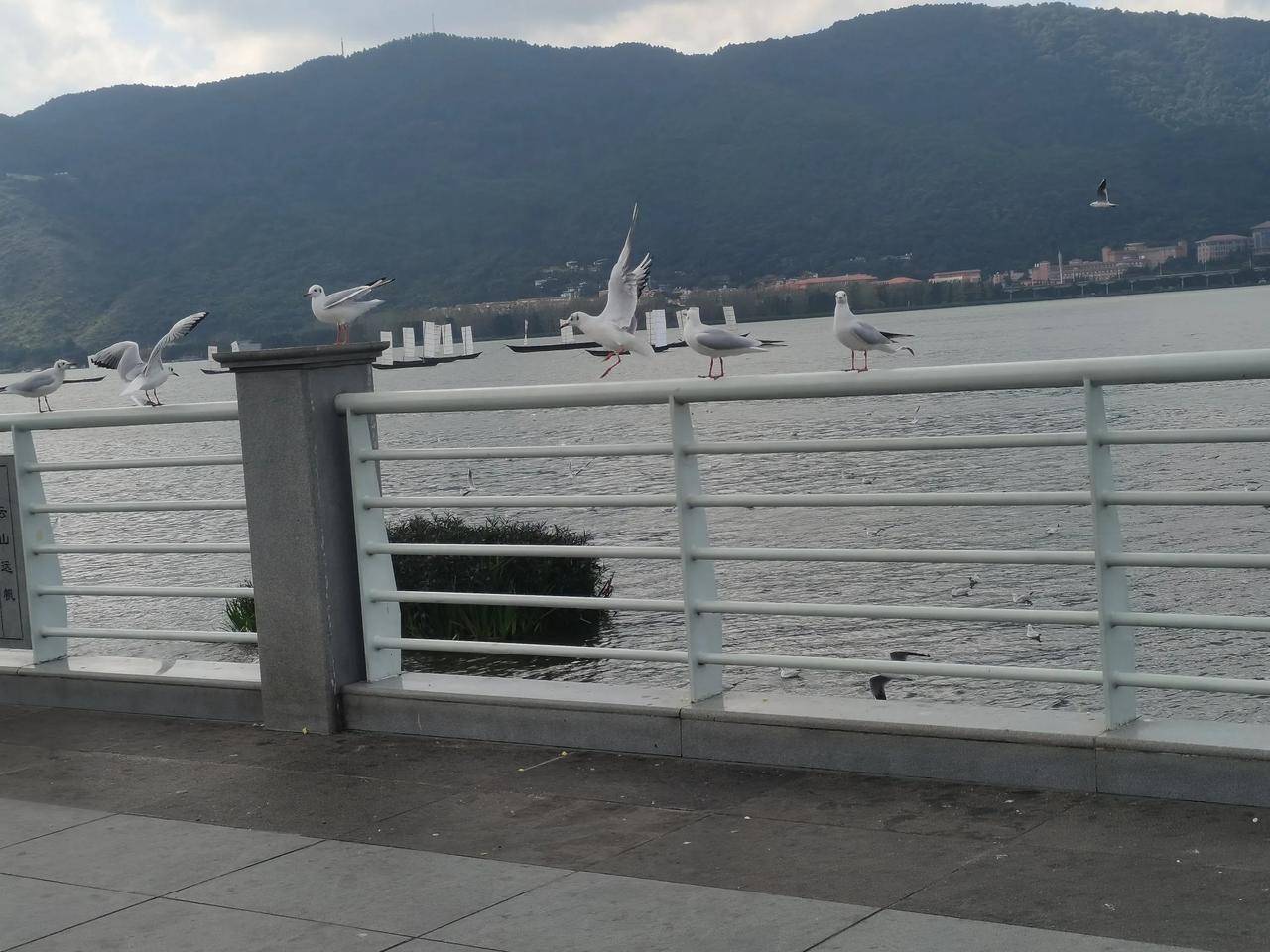 一年一度的海埂大坝观鸥季已经到来
如果说咱们人会因一些因素失约
但是来自西伯利亚