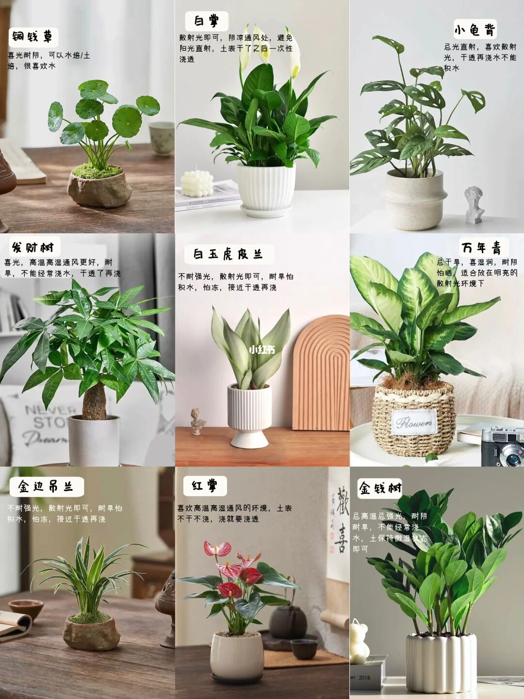 好养活的绿植🍃有哪些❓｜室内卧室绿植🪴