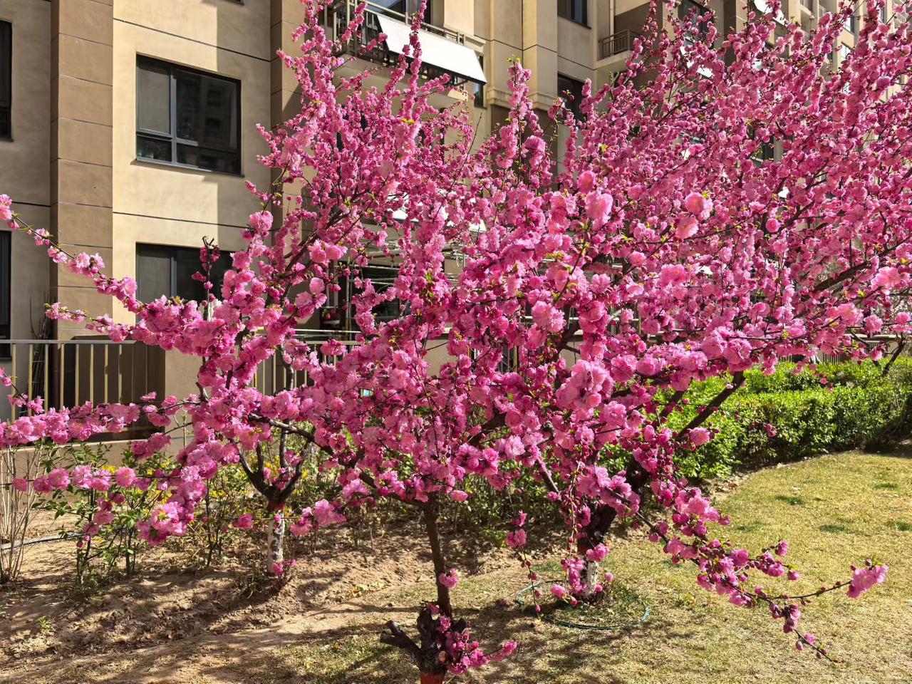 粉的粉，红的红，白的白，不同颜色之间一勾勒出七彩的春天！