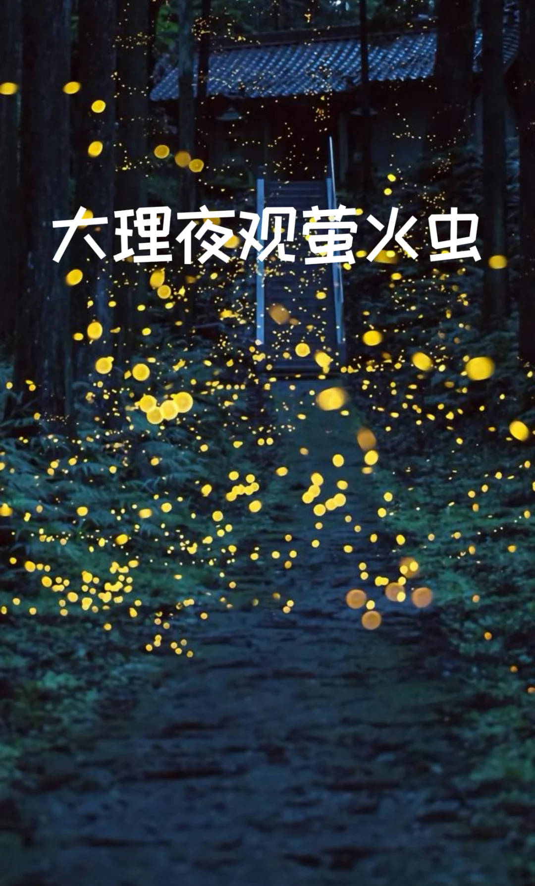 大理自然观察 | 夜观萤火虫，感受夏日浪漫