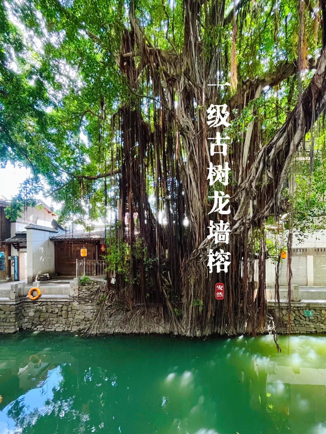 福州古树名木17 | 朱紫坊安泰河边的龙墙榕