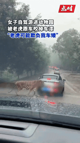 12月7日，重庆一女子自驾进动物园猛兽区，被老虎一路跟车，咬掉车漆。女子表示，这