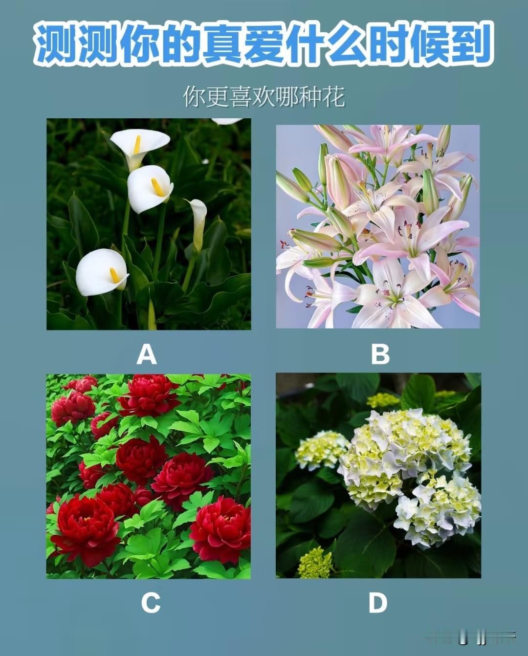 你更喜欢哪种花