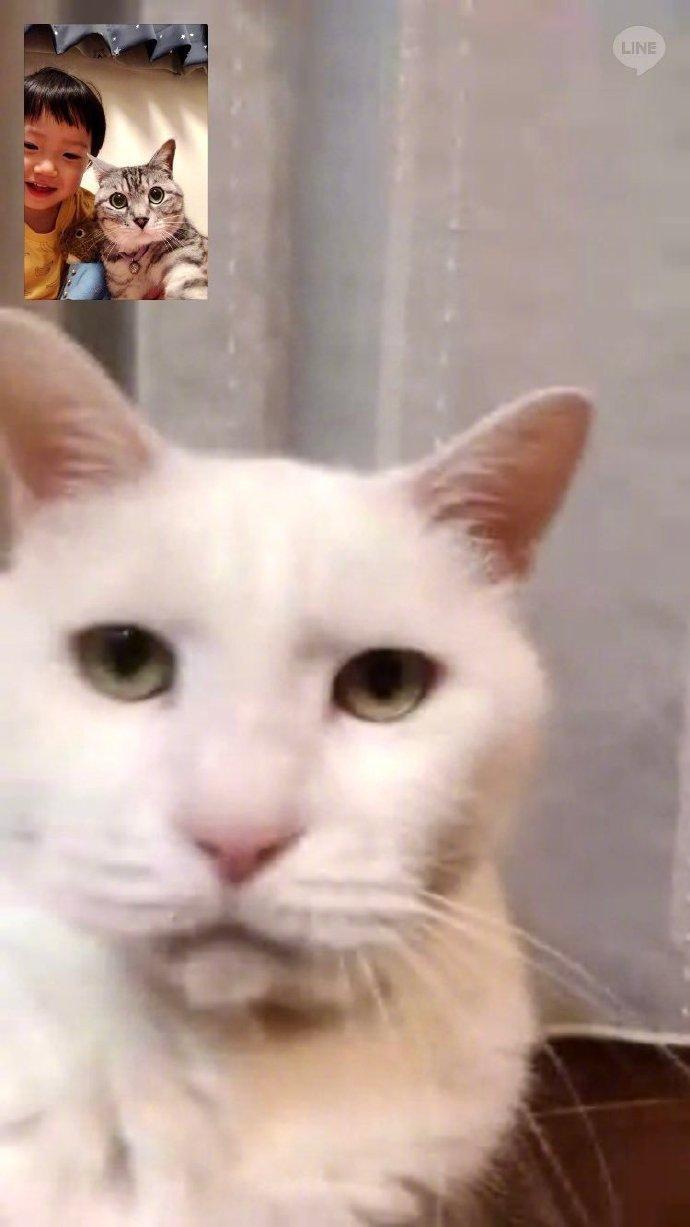 正在视频通话的两只猫