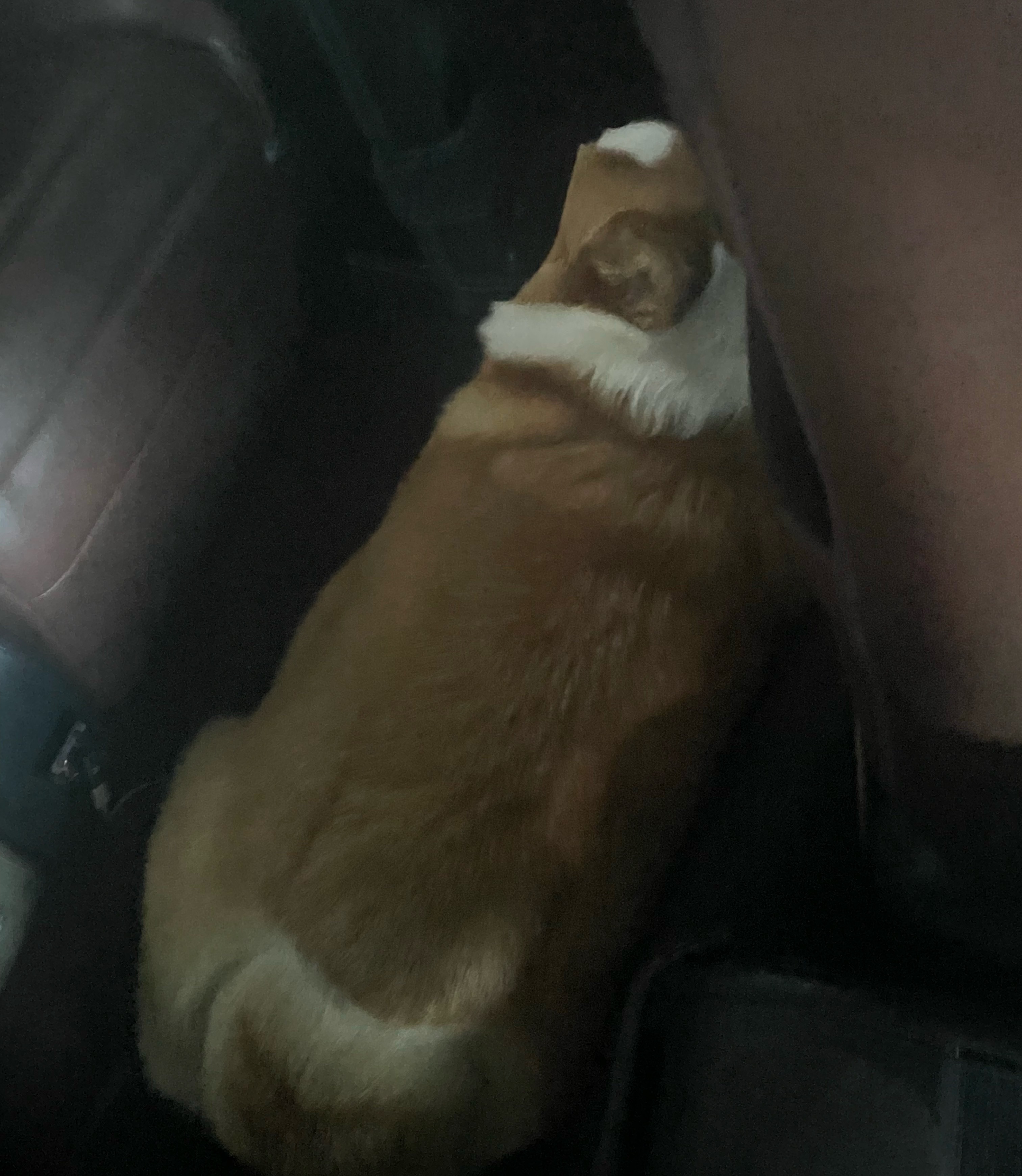 狗狗狗狗！ 