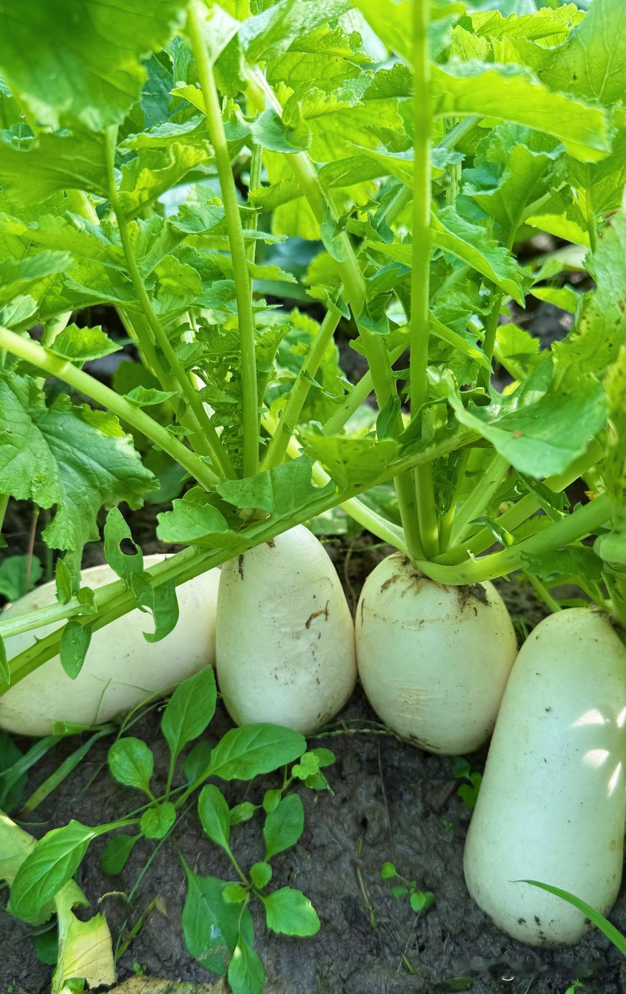 冬春时节的餐桌，萝卜是最熨帖人心的存在。这种遍布大江南北的根茎蔬菜，无需矜贵的出