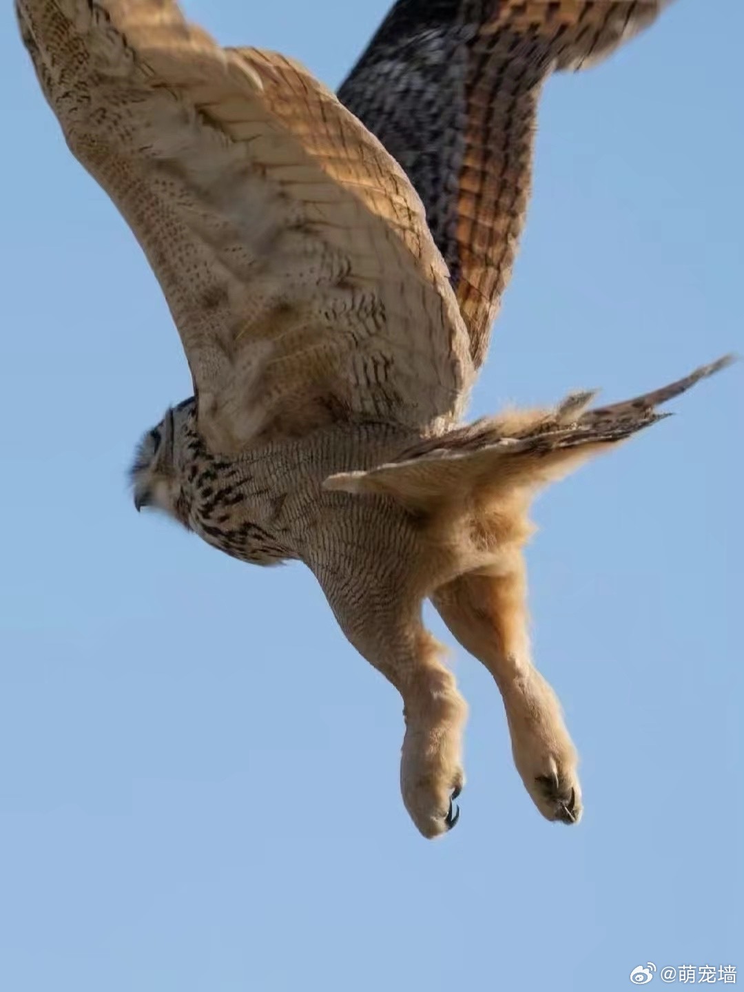 猫头鹰毛茸茸的腿好可爱 
