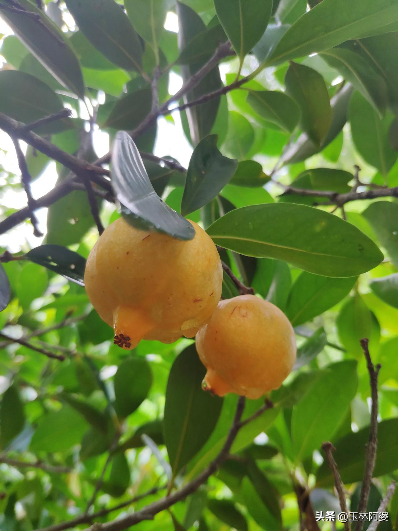 这种野水果见过吗？你们那里怎么叫？阿婆是广西的，我们当地话叫“龙网”。大家知道这