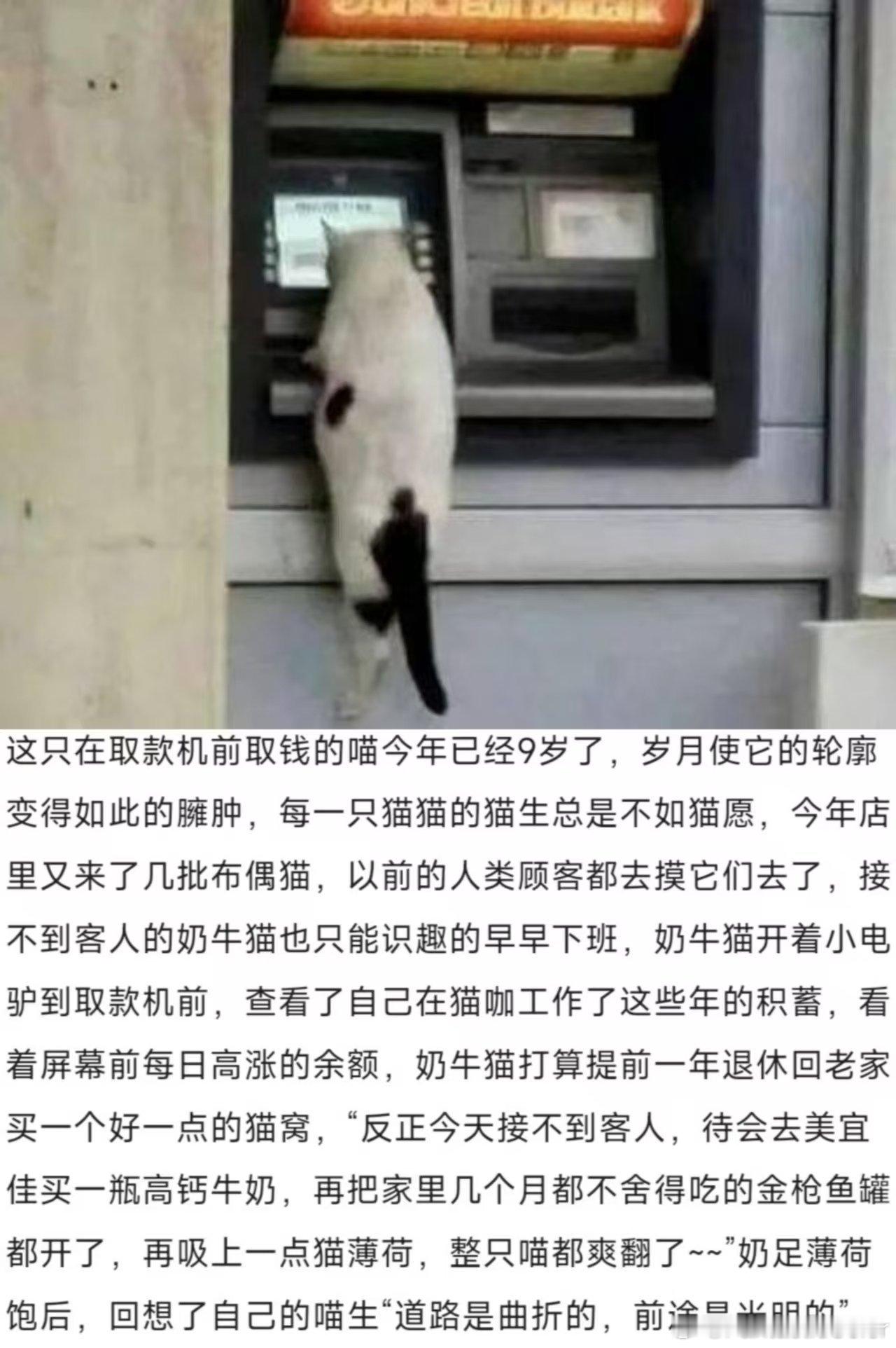 喵生是如此艰苦，破防了[淡淡的] ​​​