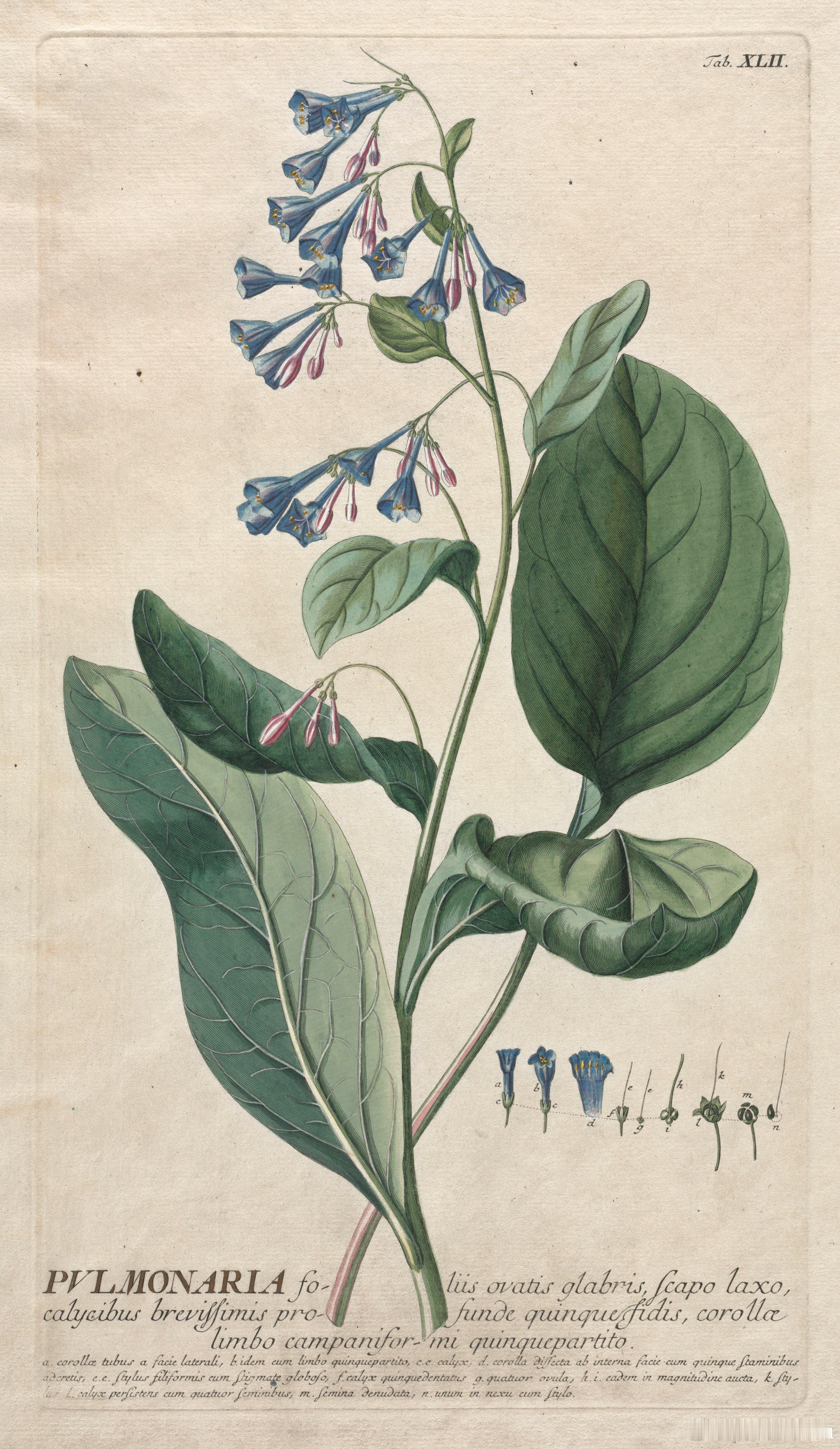 西洋历史文化鱼缸 德意志画家、植物学家乔治·狄奥尼修斯·埃雷特（Georg Di