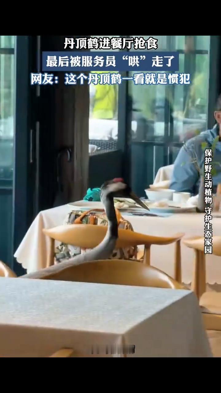 丹顶鹤进餐厅抢食，最后被服务员"哄"走了。
网友：这个丹顶鹤一看就是惯犯。
保护