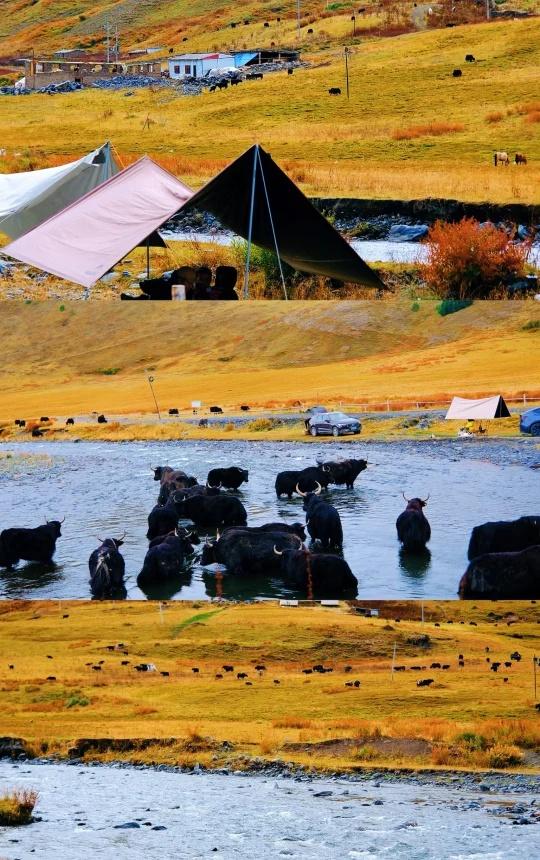 国庆自驾游🏔️川西比我更早知道秋天🍂
川西真的太美啦！
国庆太适合自驾川西了