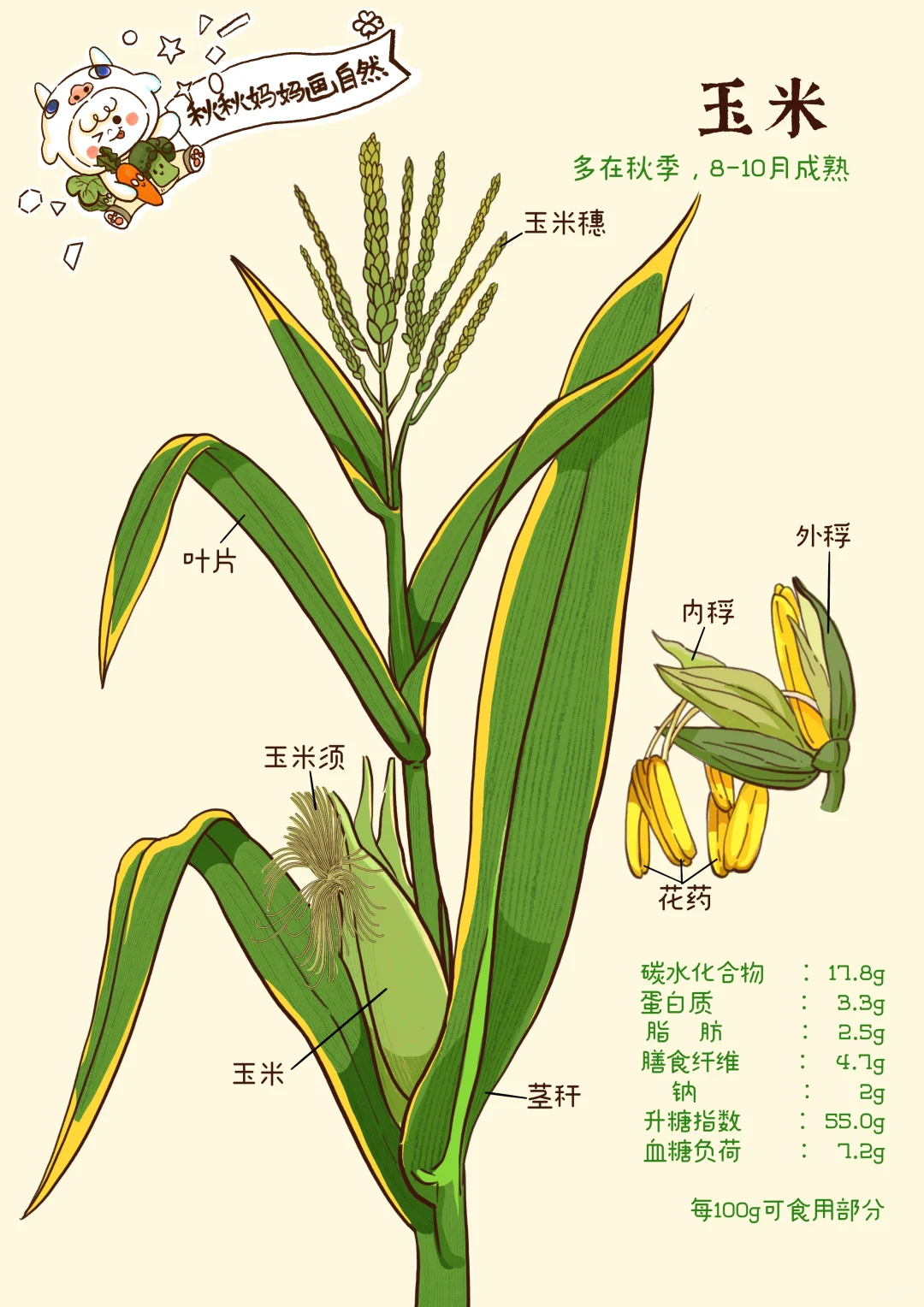 自然观察—玉米｜玉蜀黍，一种谷物